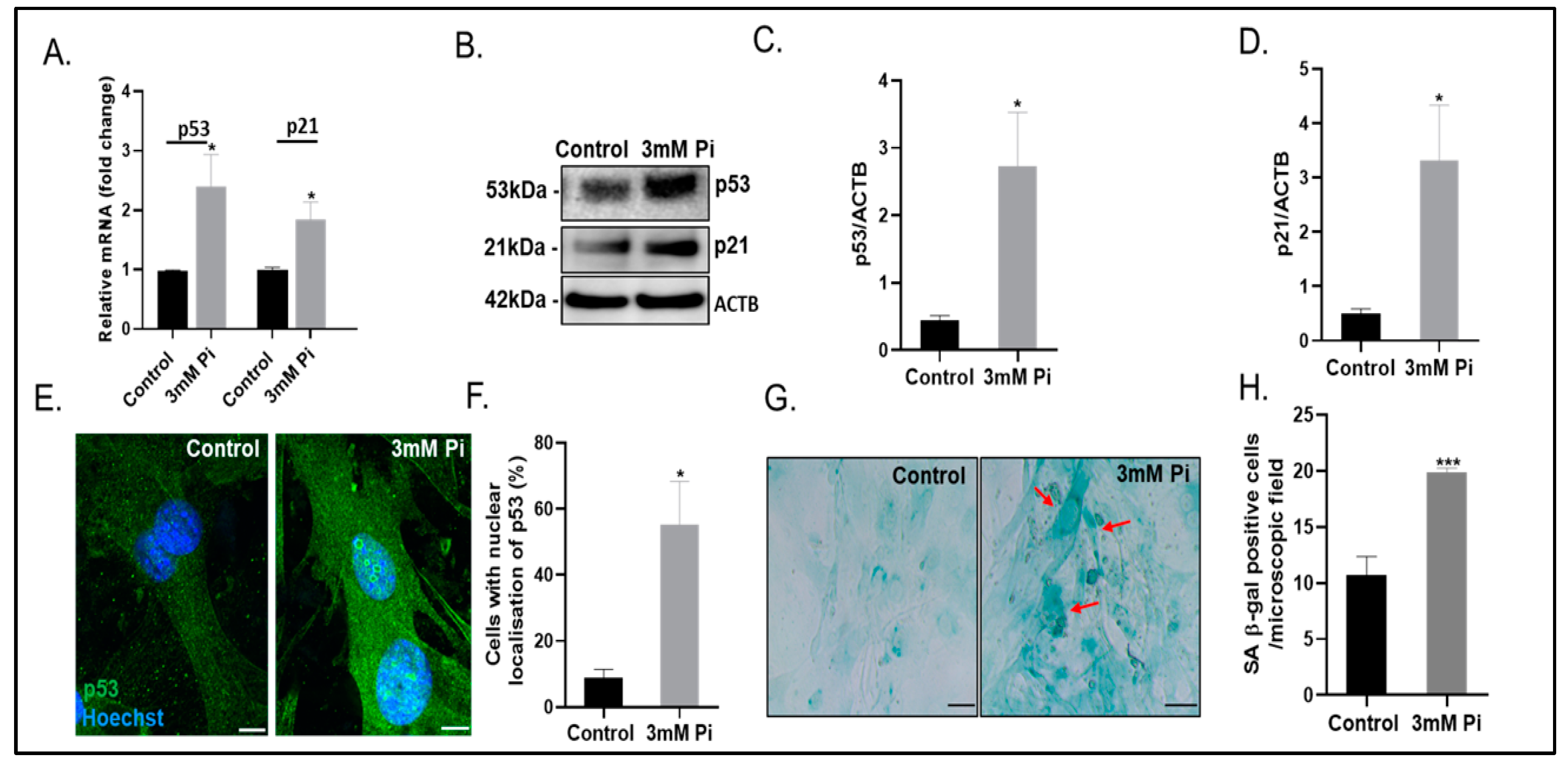Ijms 24 01643 g004 Ijms 24 01643 g004