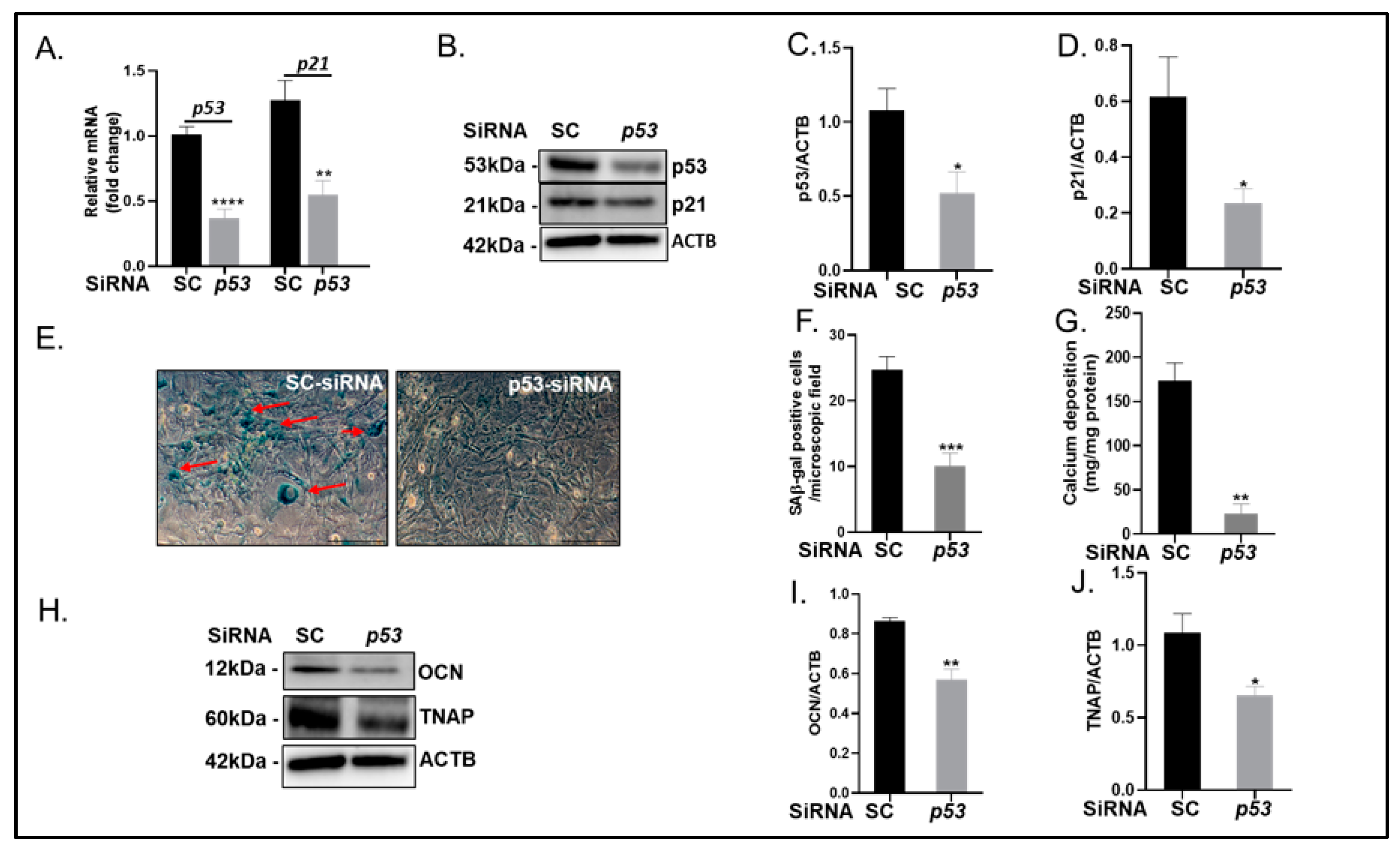 Ijms 24 01643 g005 Ijms 24 01643 g005