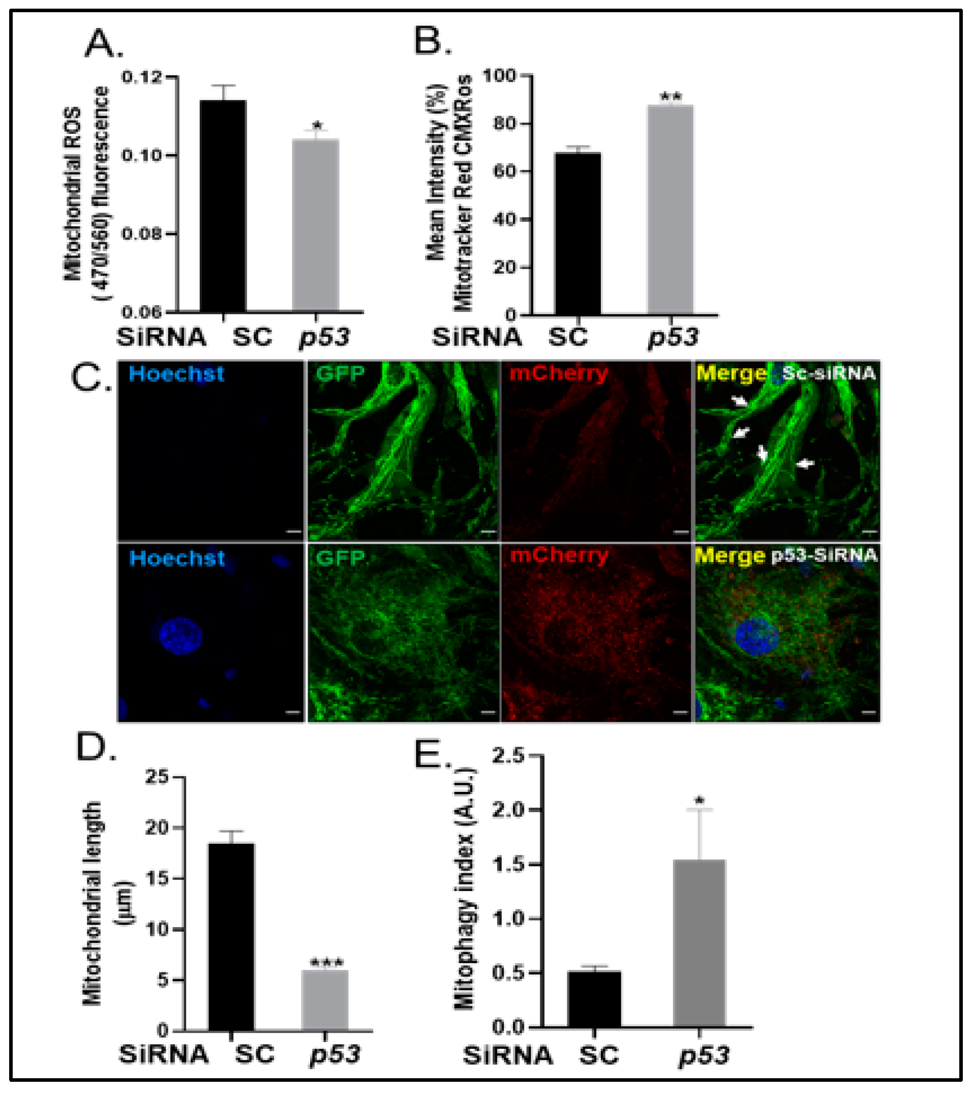 Ijms 24 01643 g006 Ijms 24 01643 g006