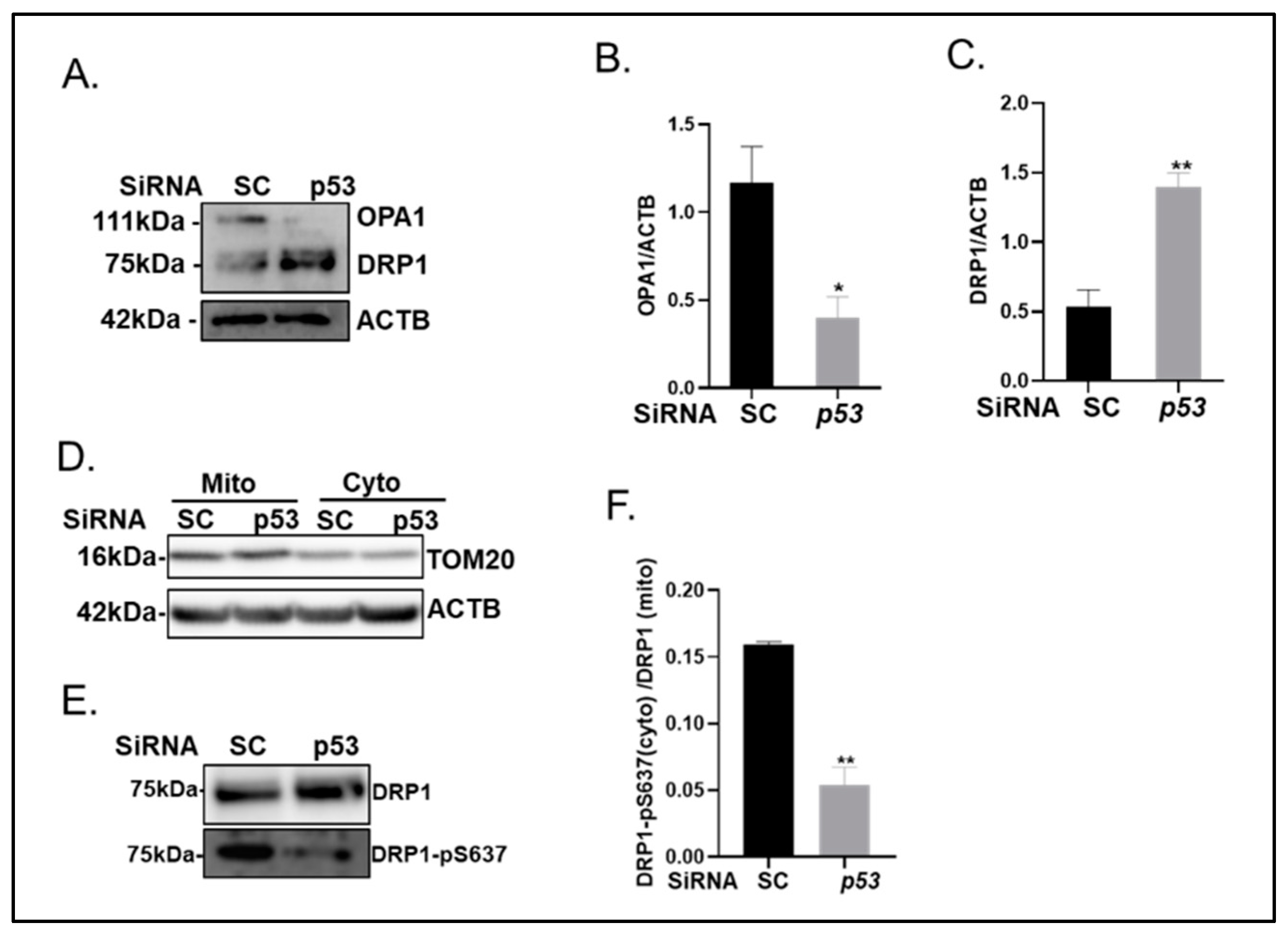Ijms 24 01643 g007 Ijms 24 01643 g007