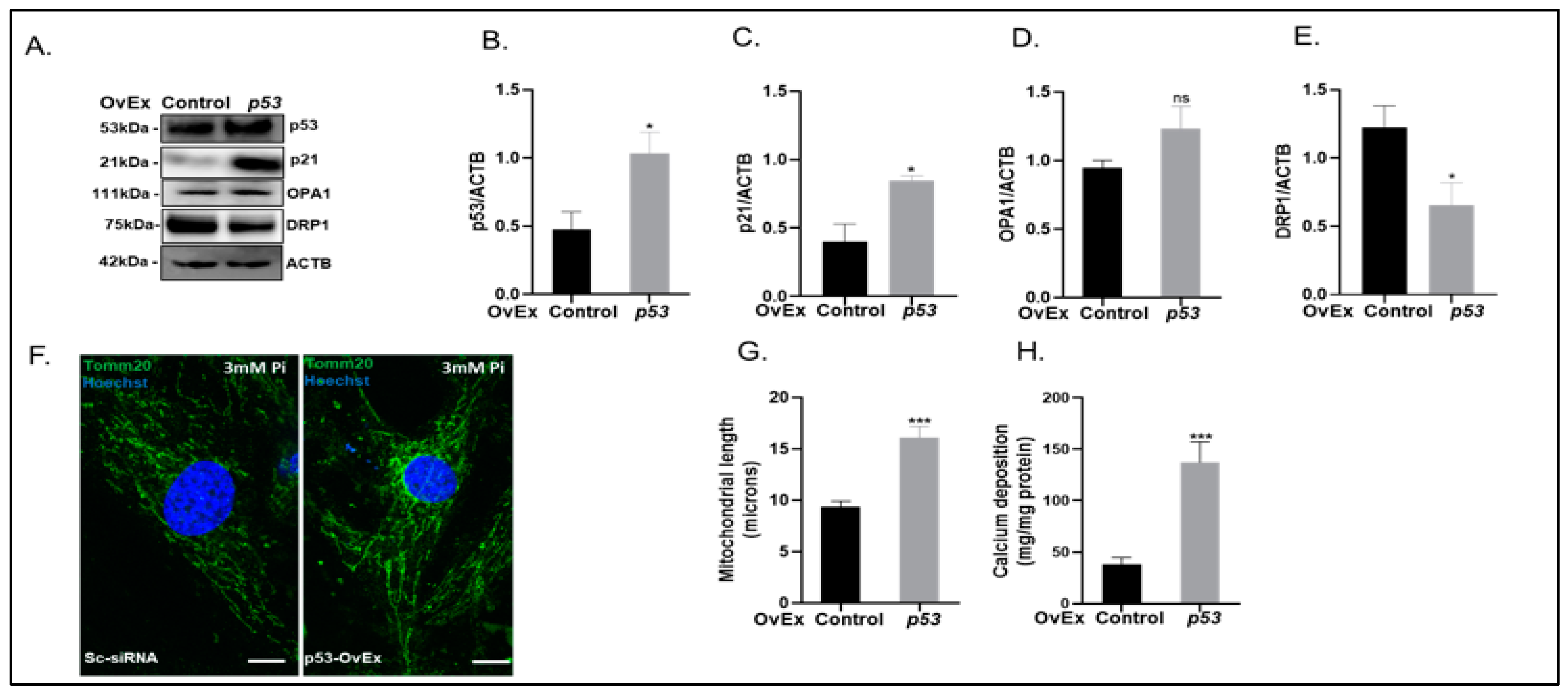 Ijms 24 01643 g008 Ijms 24 01643 g008