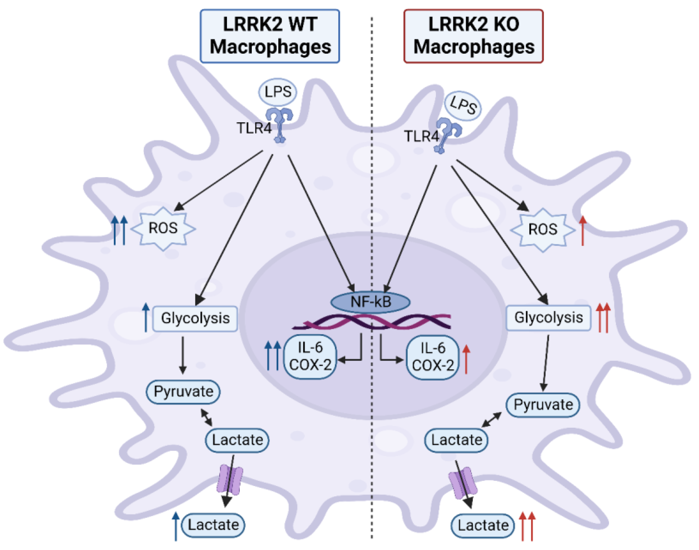 Ijms 24 01644 g008 Ijms 24 01644 g008
