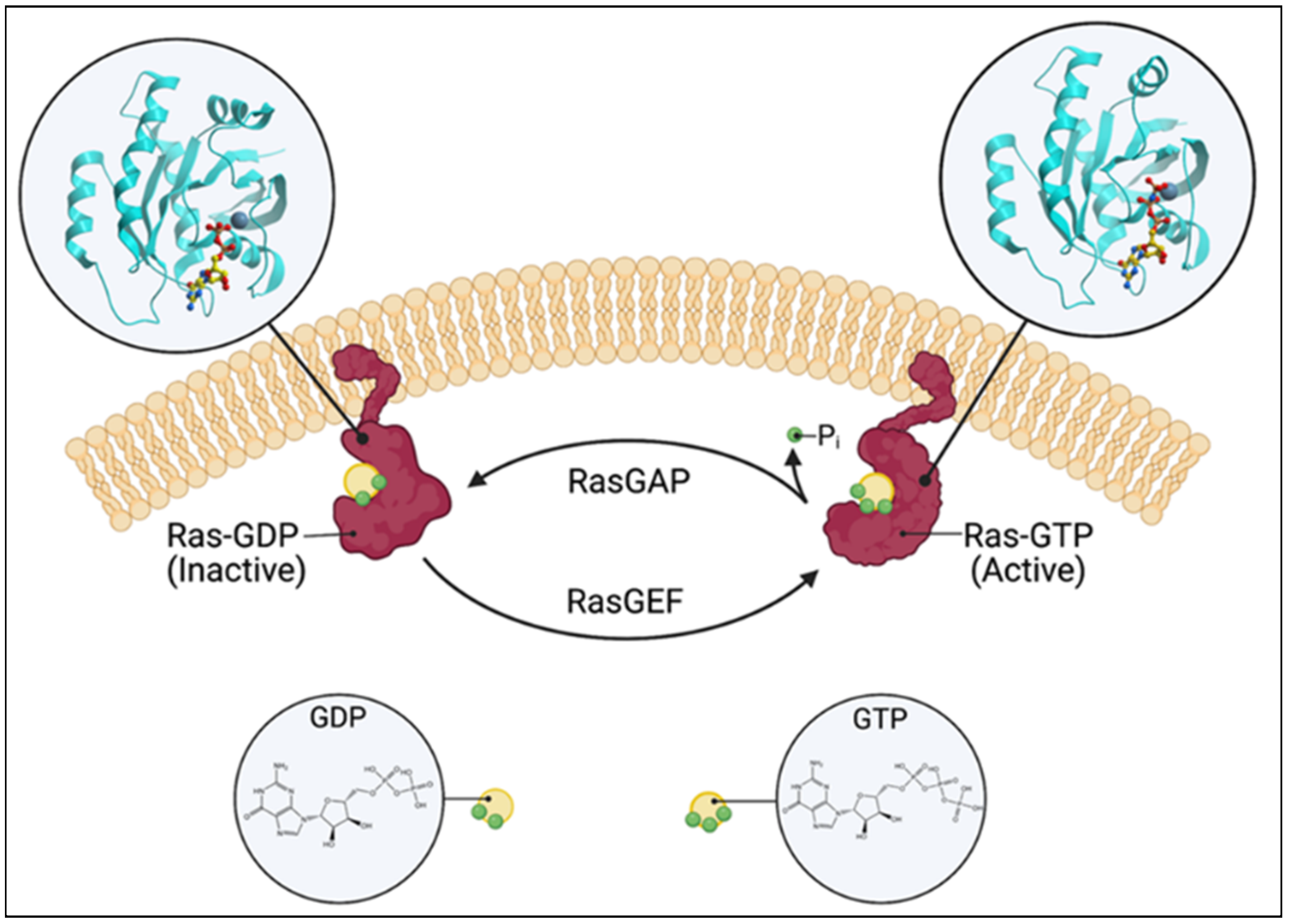 IJMS Free FullText A Focused Review of Ras Guanine Nucleotide