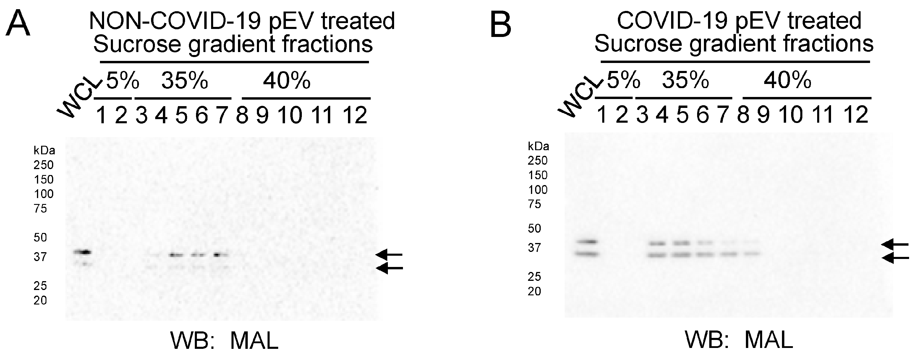 Ijms 24 01654 g005 Ijms 24 01654 g005