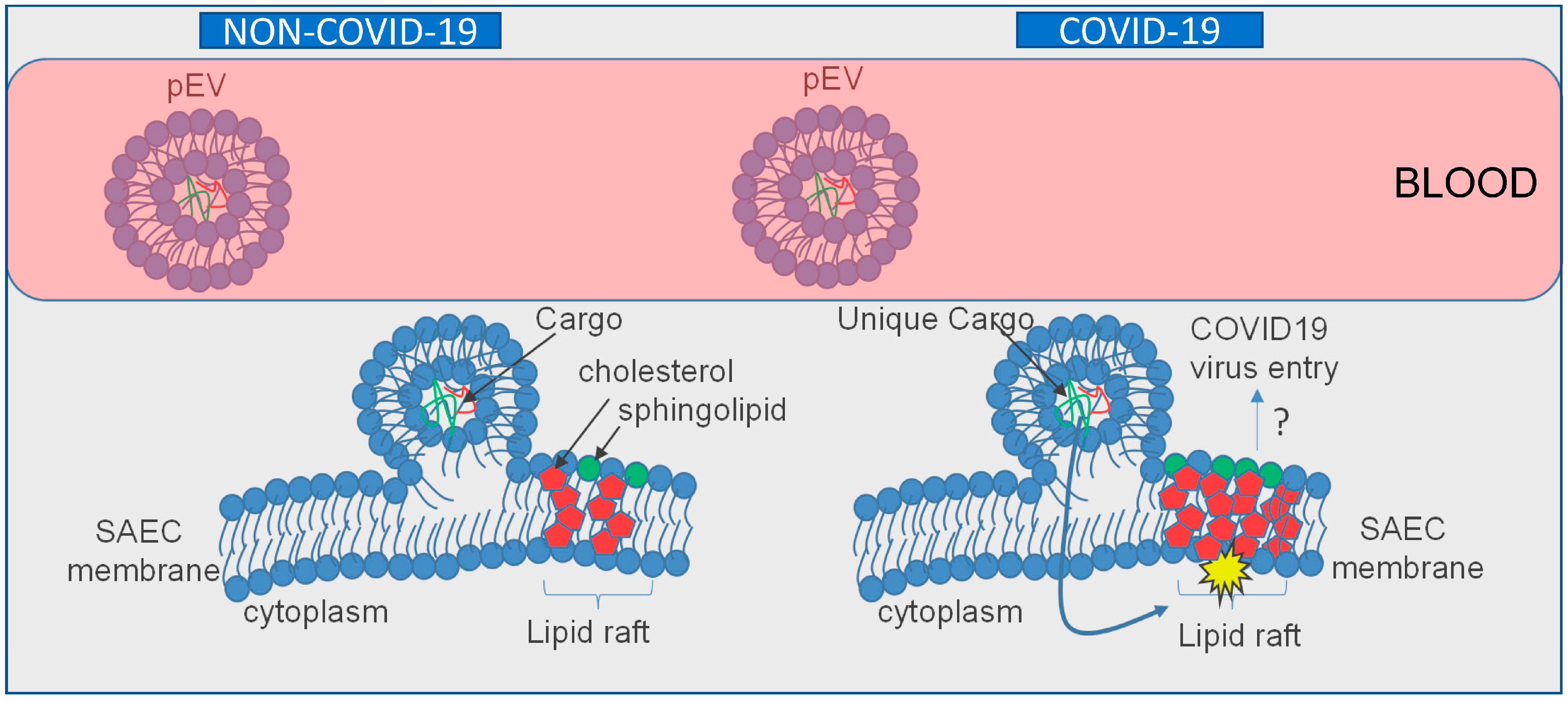 Ijms 24 01654 g007 Ijms 24 01654 g007
