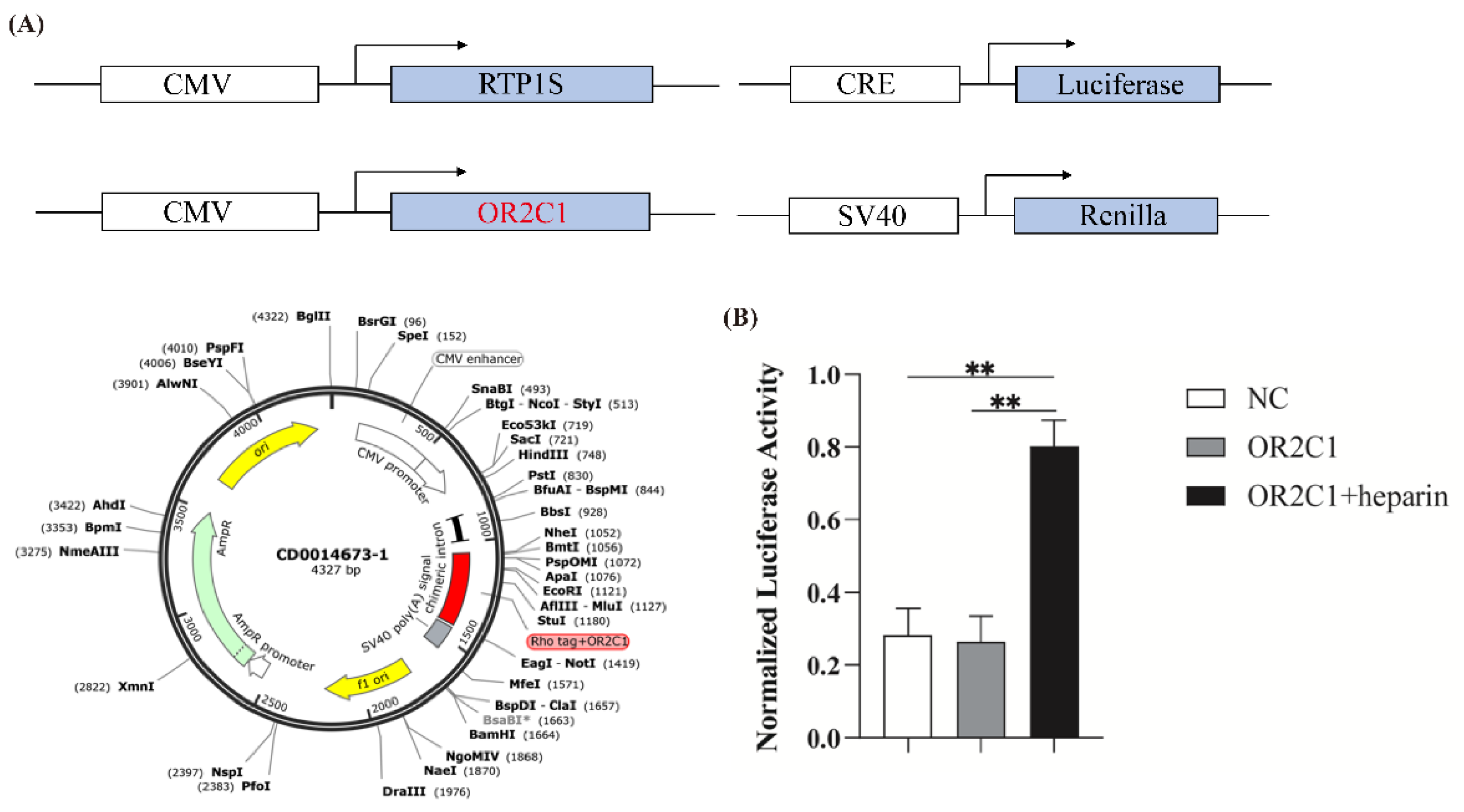 Ijms 24 01664 g005 Ijms 24 01664 g005
