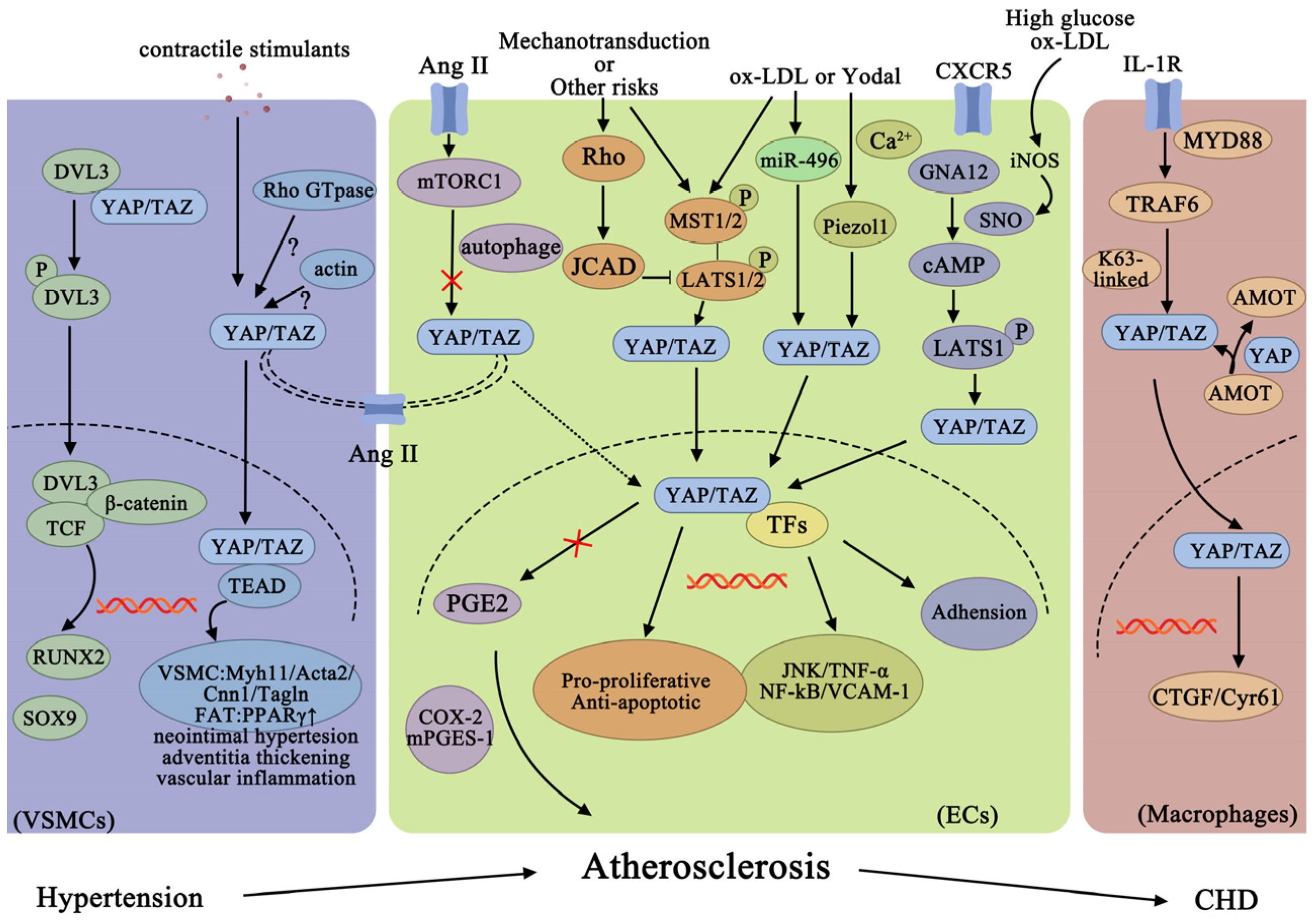 Ijms 24 01666 g002 Ijms 24 01666 g002