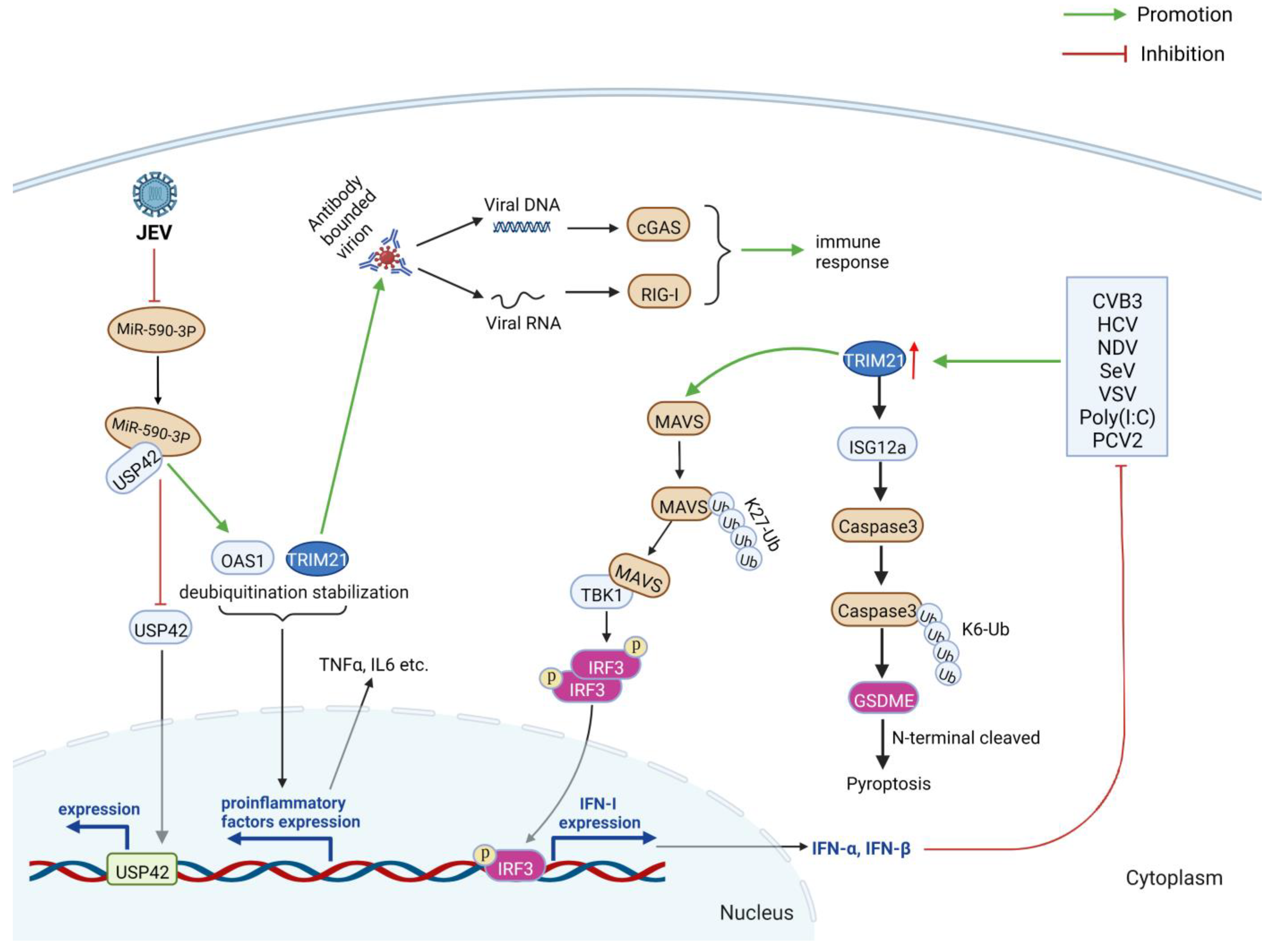 Ijms 24 01683 g007 Ijms 24 01683 g007