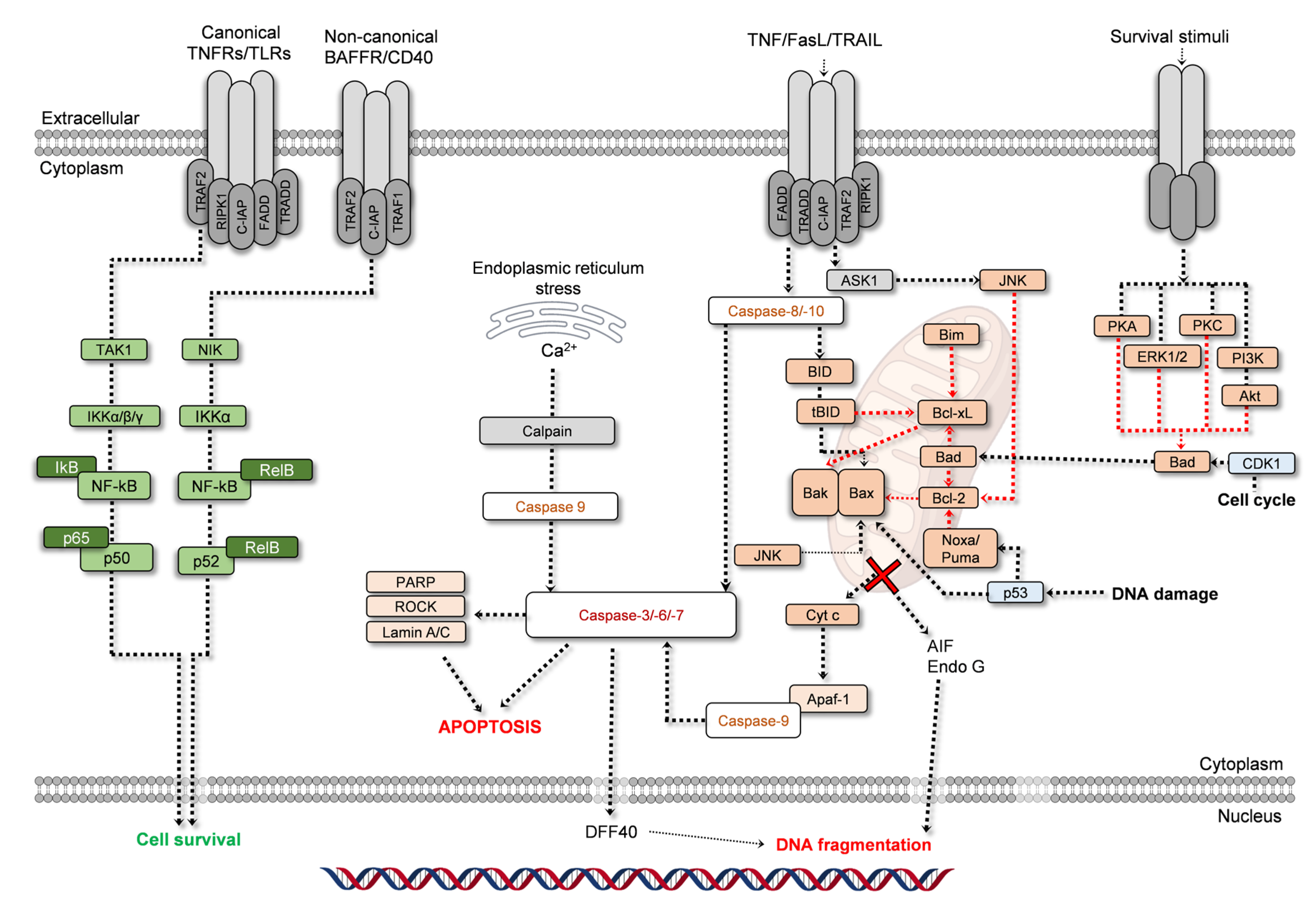 Ijms 24 01691 g002 Ijms 24 01691 g002