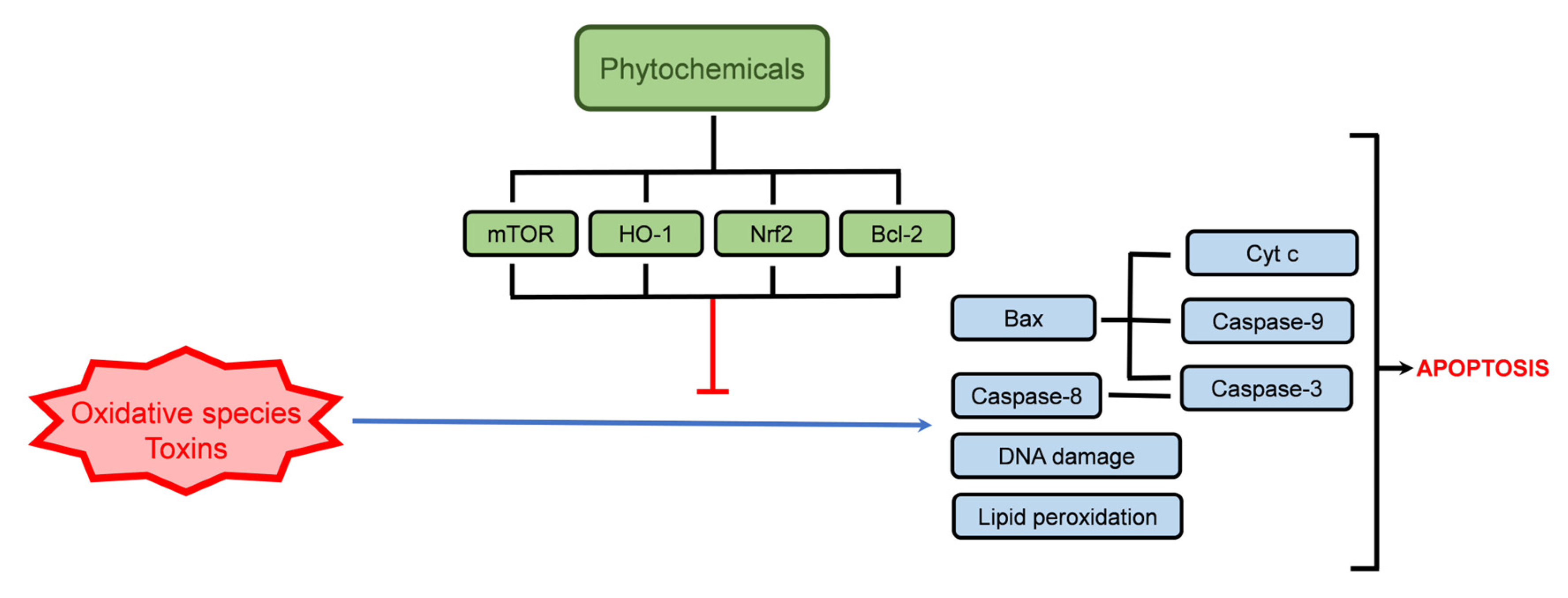 Ijms 24 01691 g005 Ijms 24 01691 g005