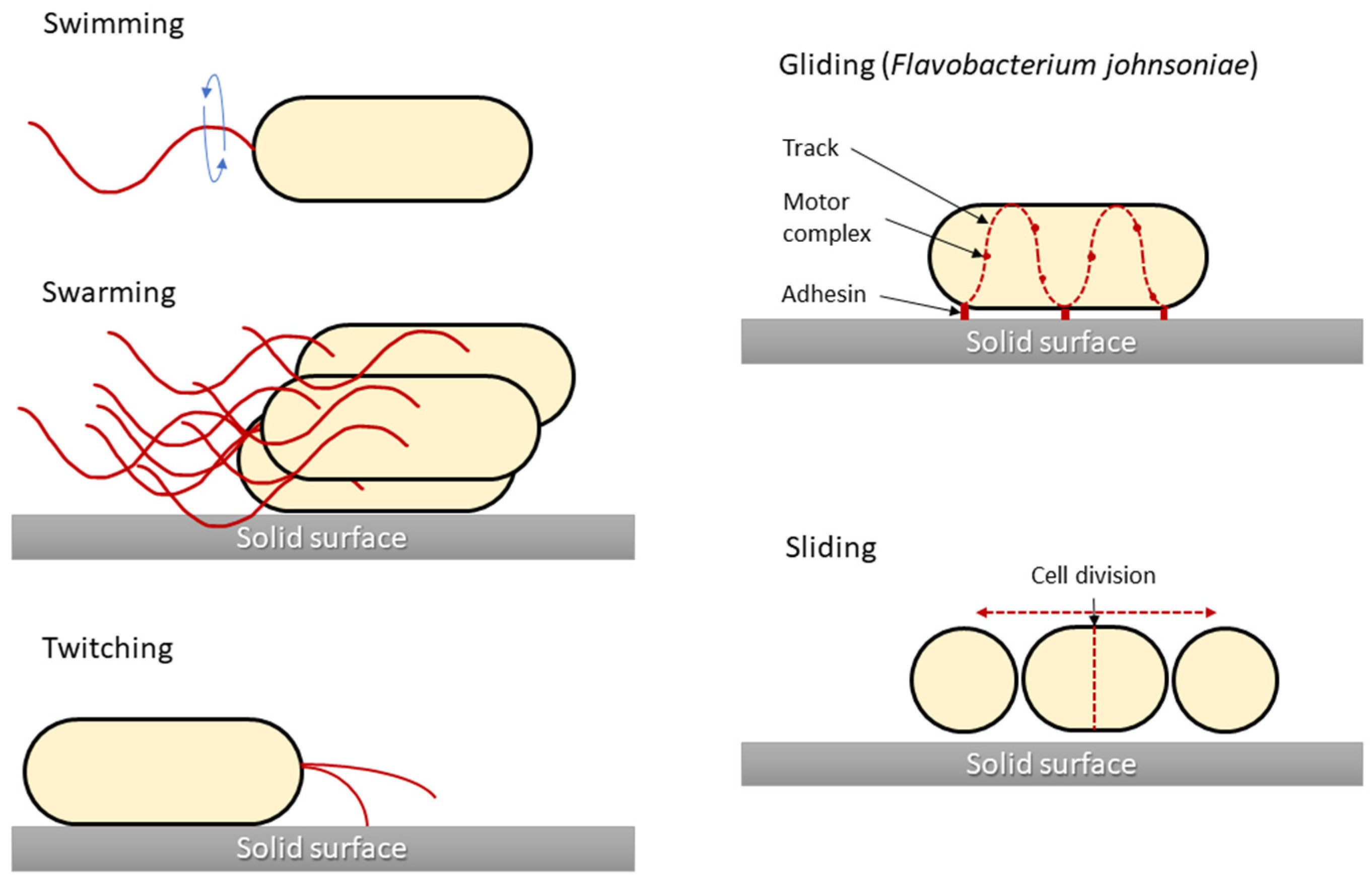 Staphylococcus aureus forms spreading dendrites that have characteristics  of active motility