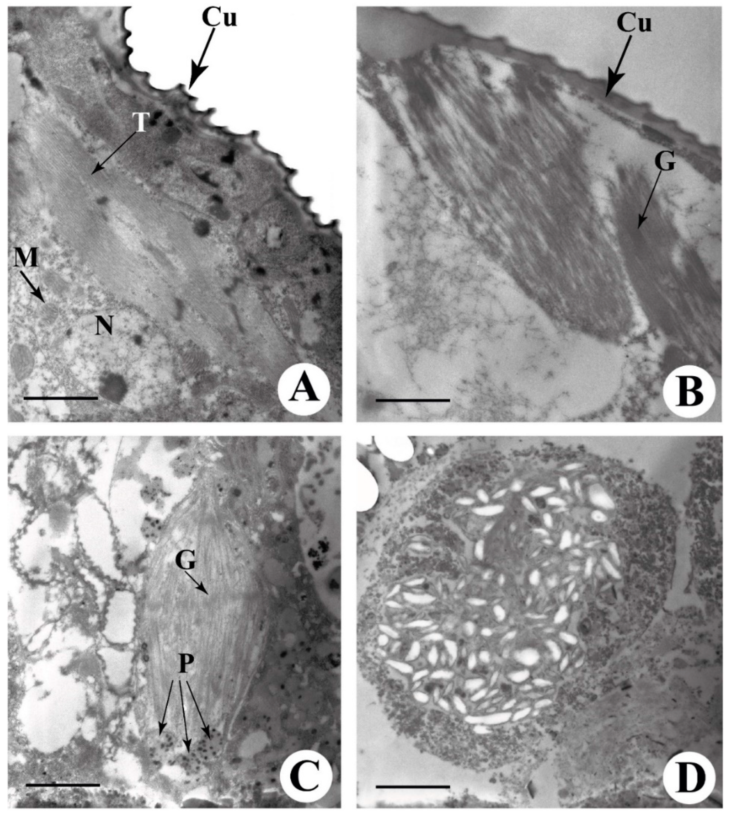 Ijms 24 01715 g002 Ijms 24 01715 g002