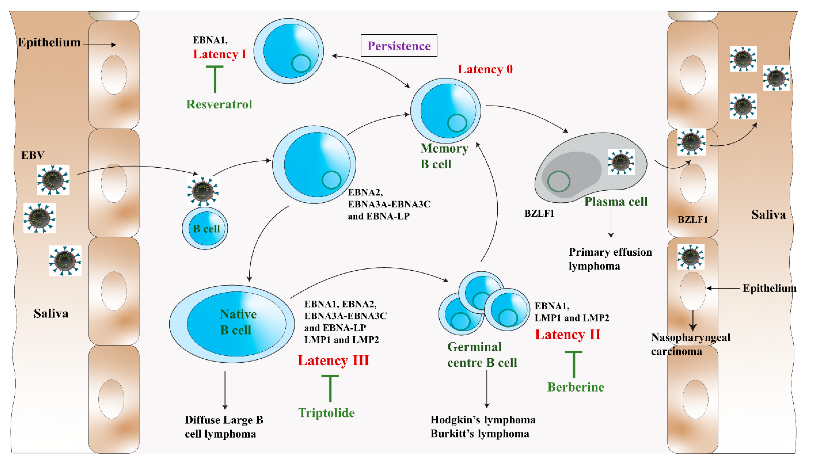Ijms 24 01716 g002 Ijms 24 01716 g002