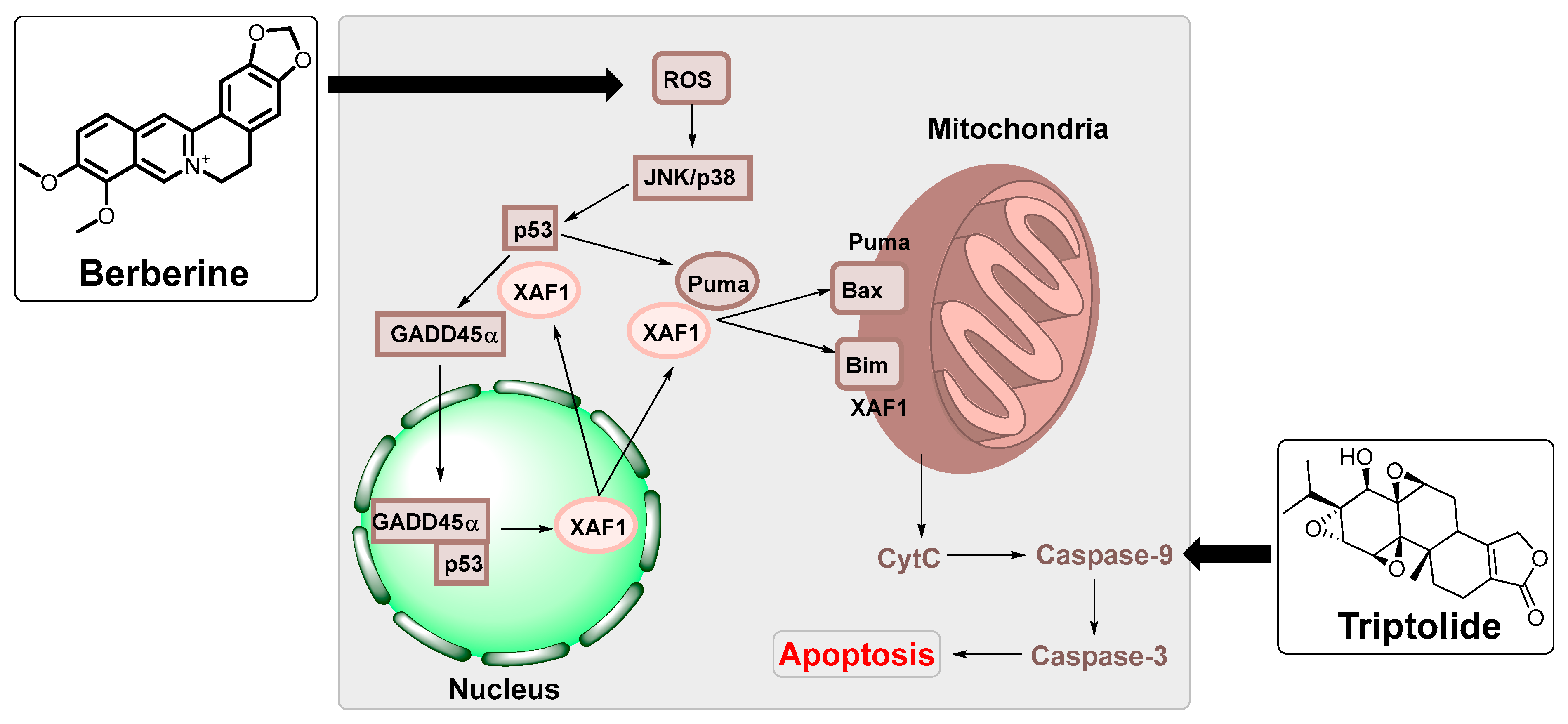 Ijms 24 01716 g006 Ijms 24 01716 g006