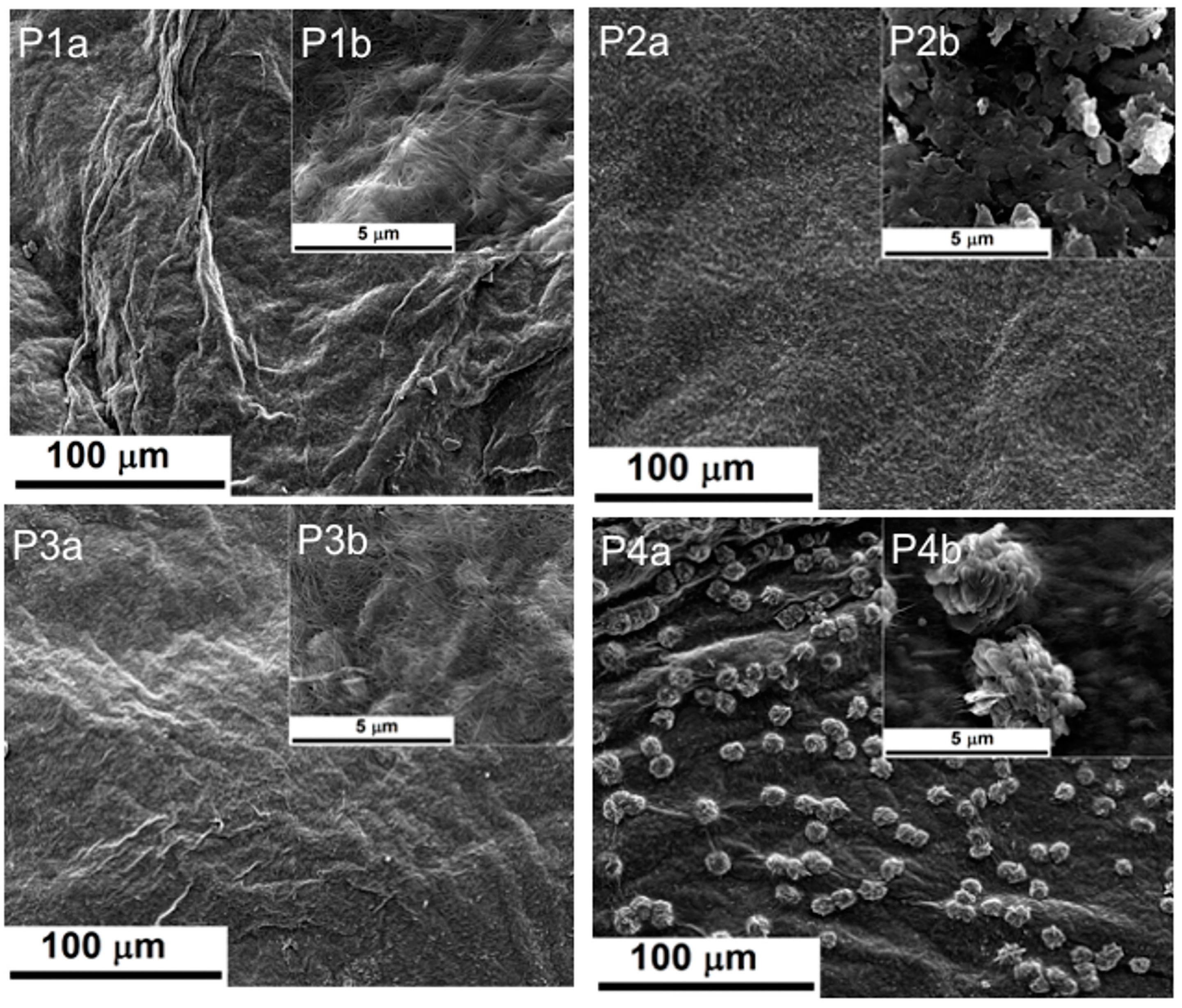 Ijms 24 01719 g001 Ijms 24 01719 g001