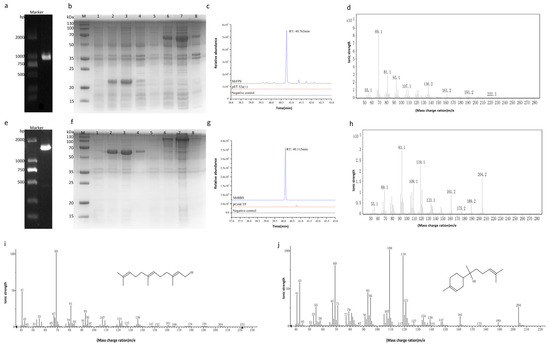 【satoko】 Designing Pathway-Controlled Multicomponent Ultrashort