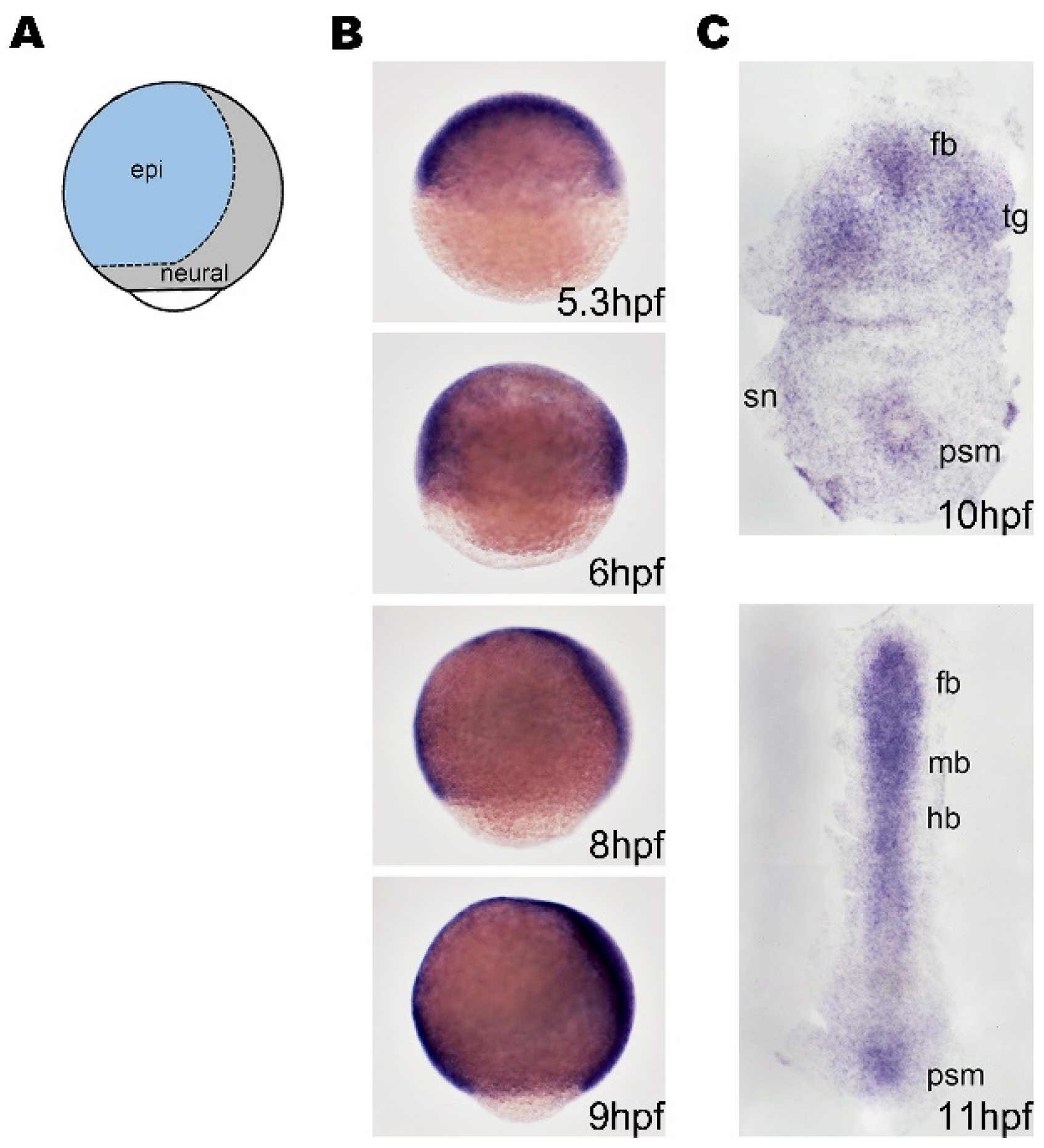 Ijms 24 01733 g001 Ijms 24 01733 g001