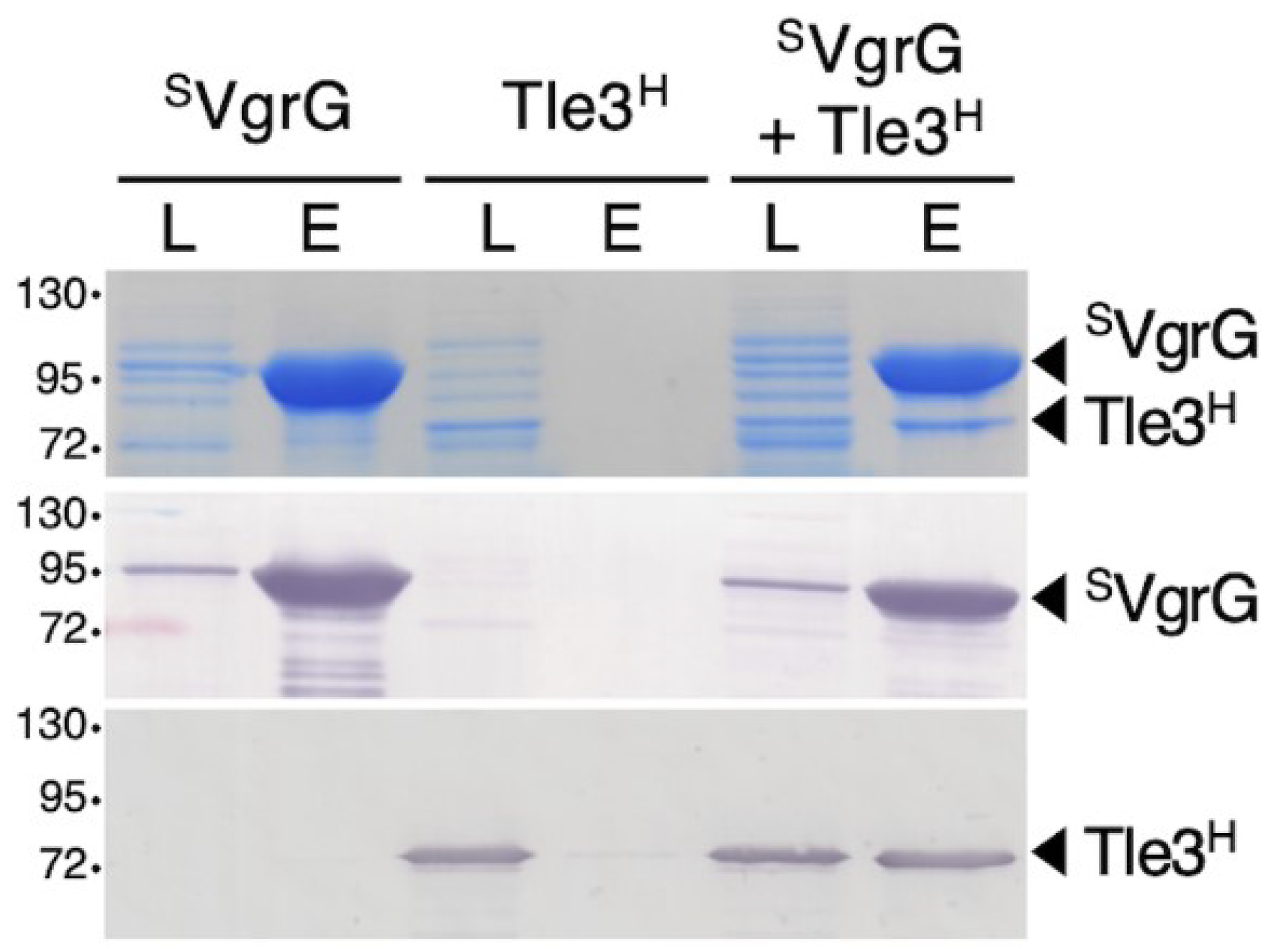 Ijms 24 01740 g005 Ijms 24 01740 g005