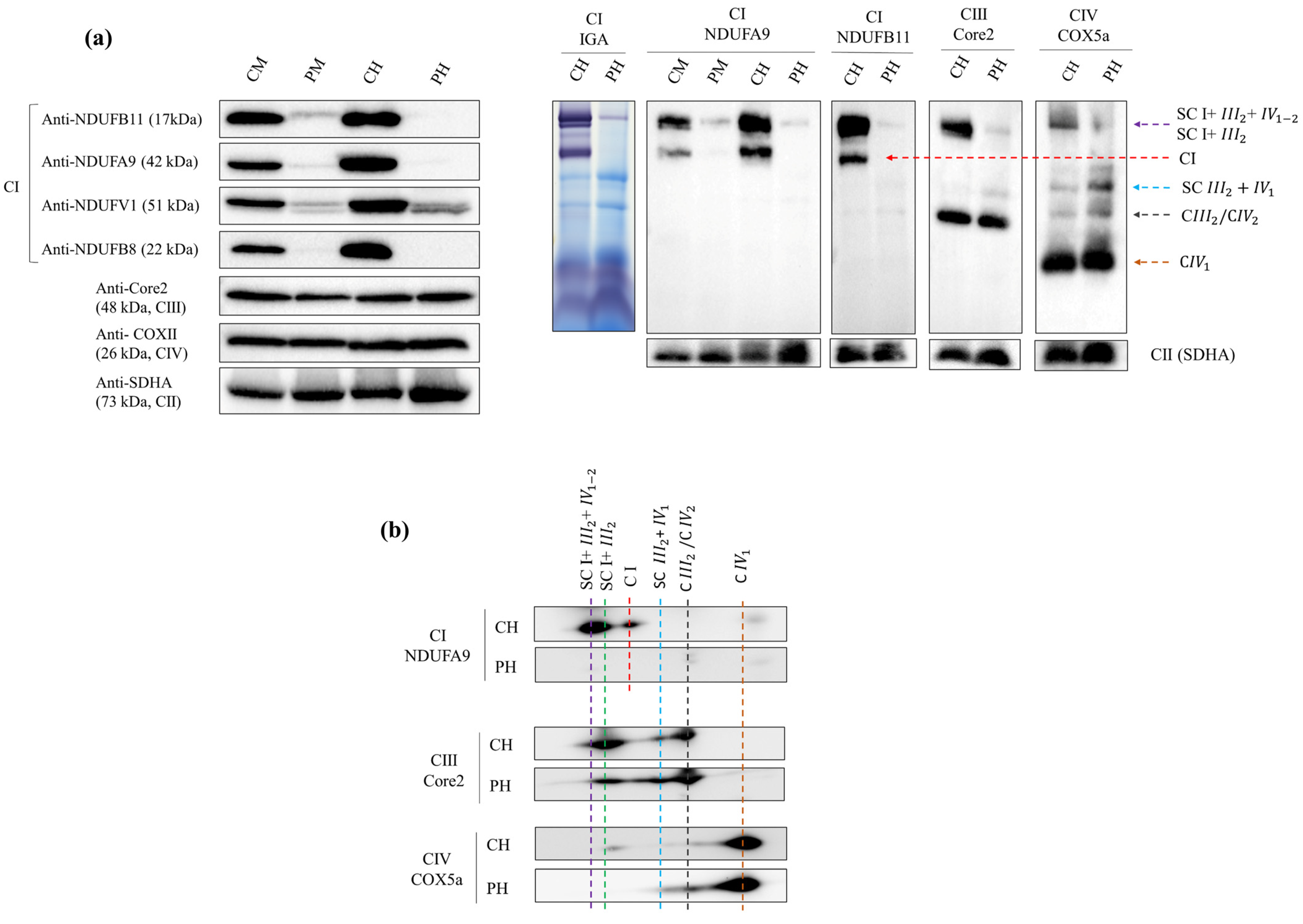 Ijms 24 01743 g003 Ijms 24 01743 g003