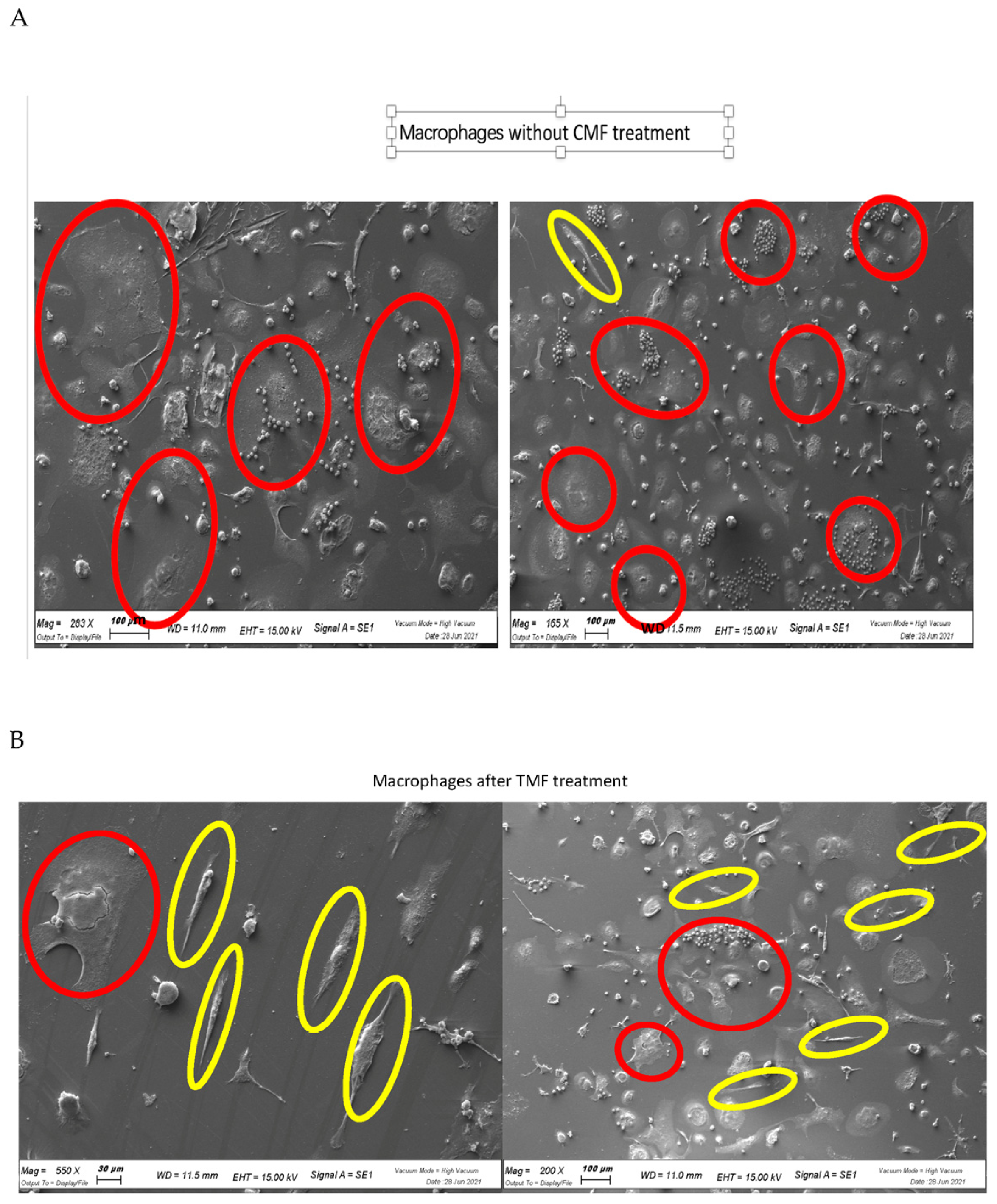 Ijms 24 01754 g004 Ijms 24 01754 g004