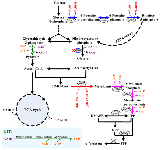 その他 na Cofactor Engineering for Efficient Production of α-Farnesene