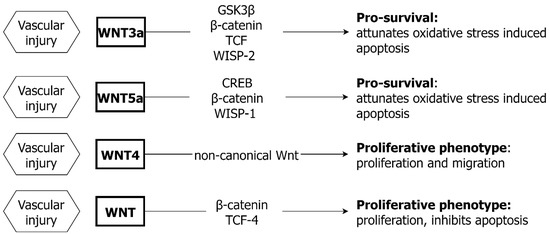 Molecular Mechanisms in Genetic Aortopathy–Signaling Pathways and Potential  Interventions