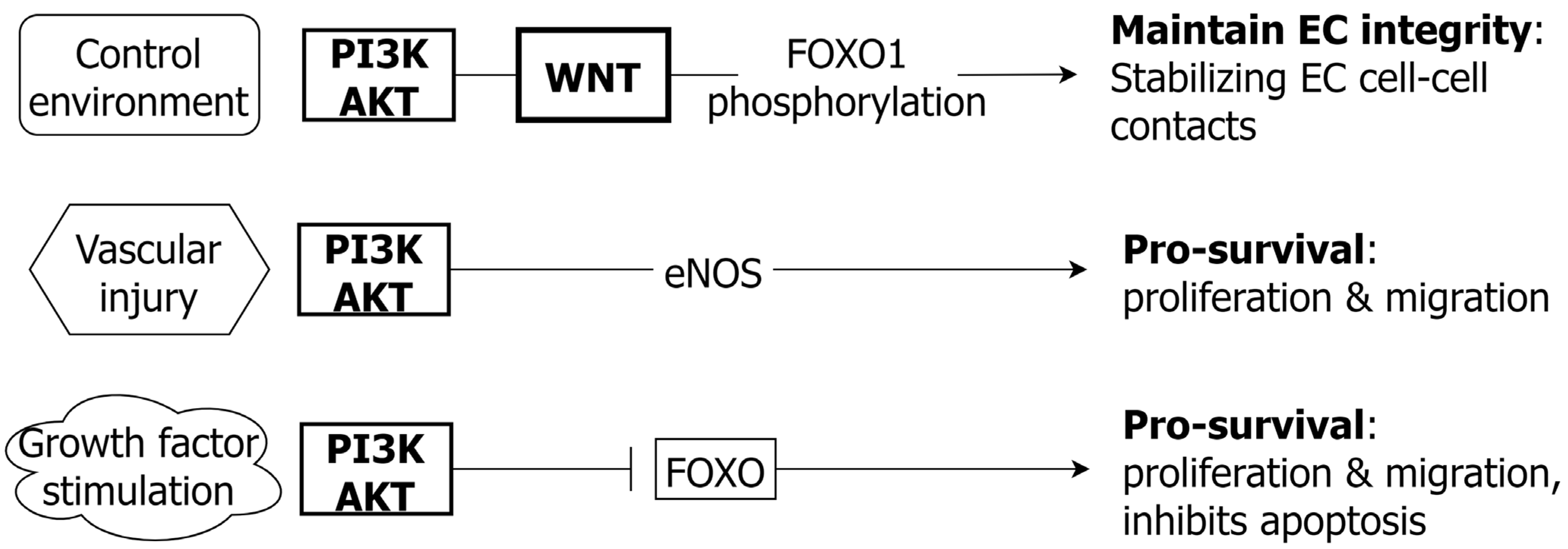 Ijms 24 01795 g006 Ijms 24 01795 g006