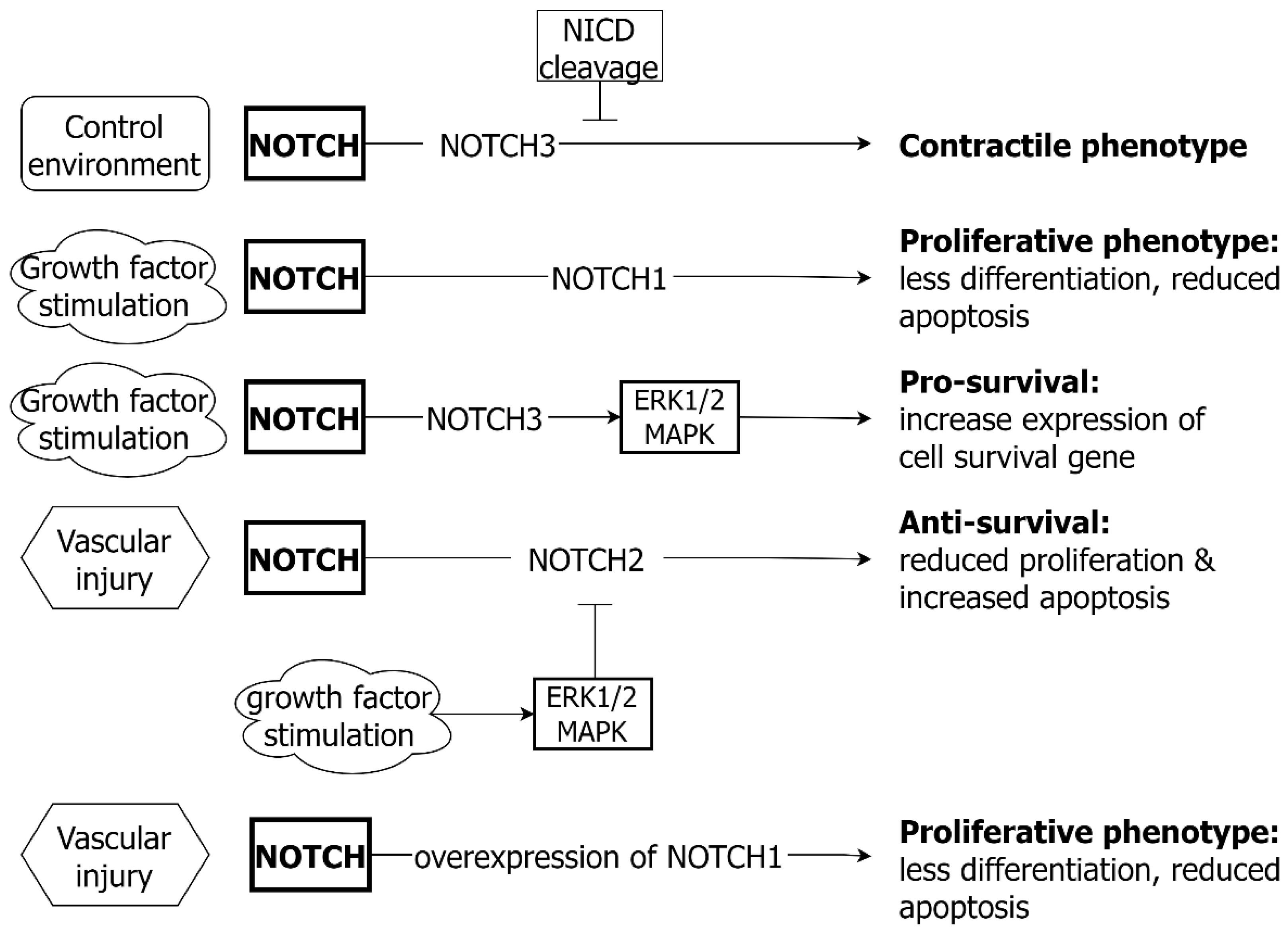 Molecular Mechanisms in Genetic Aortopathy–Signaling Pathways and Potential  Interventions