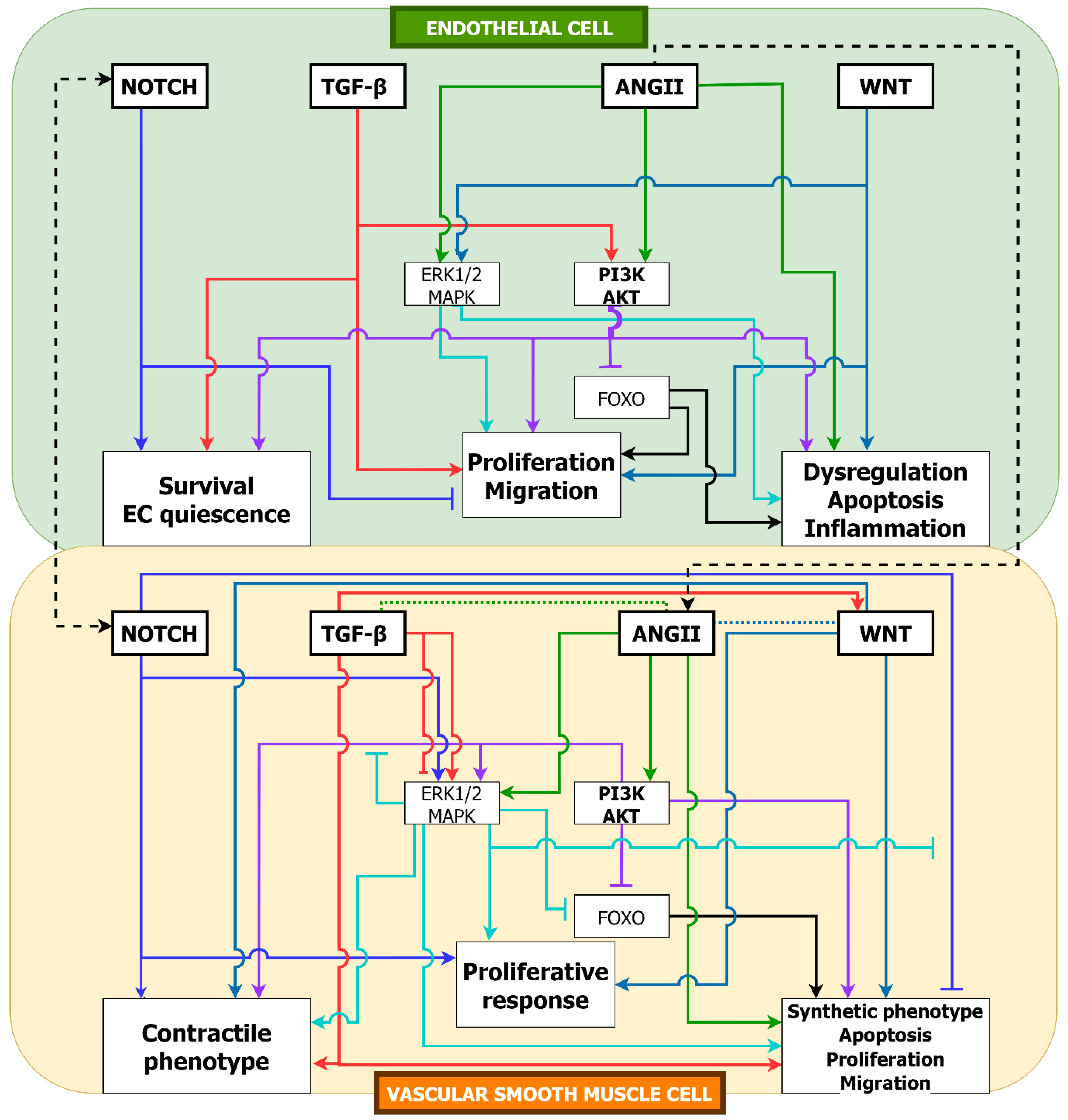 Ijms 24 01795 g011 Ijms 24 01795 g011