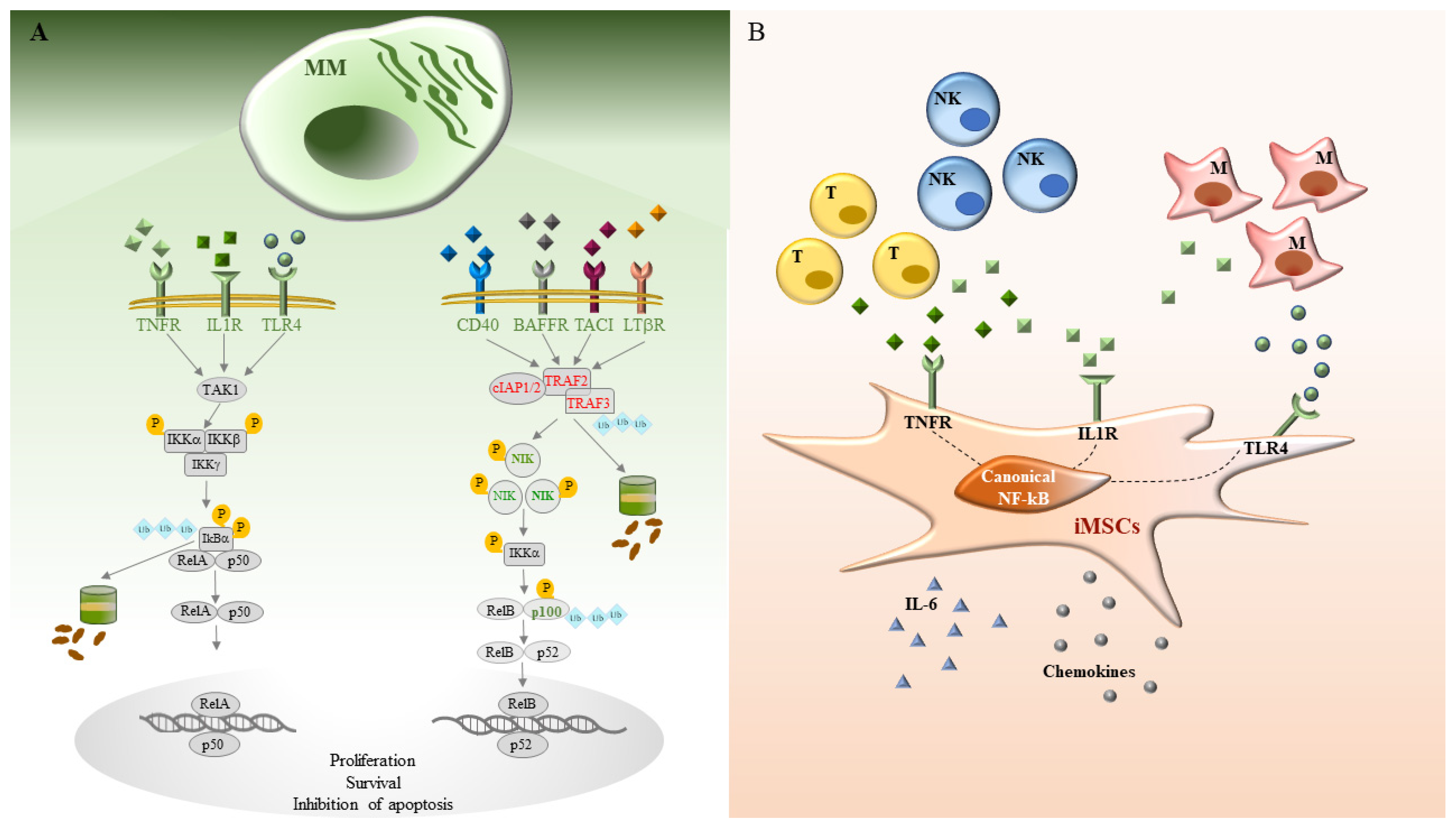 公式限定 福袋 - 公式通販オンラインショップ Role of NF-κB Signaling in the Interplay between Multiple シャツ/ブラウス(半袖/袖なし)