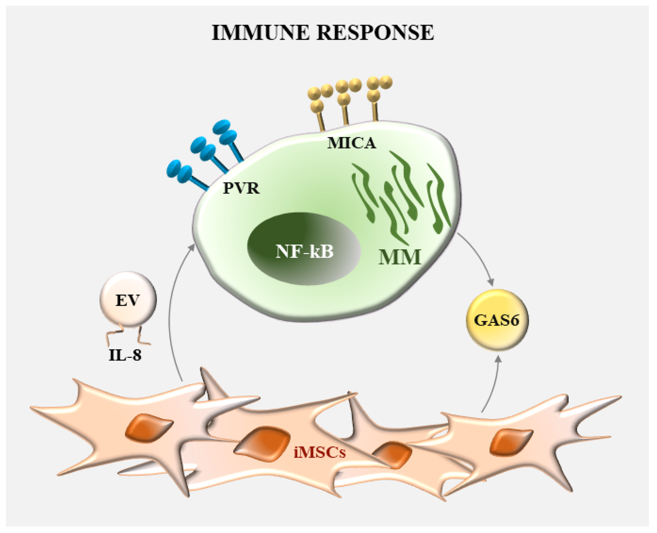 国内外の人気集結！ Signaling NF-κB of Role in Multiple between Interplay the シャツ/ブラウス(半袖/袖なし)
