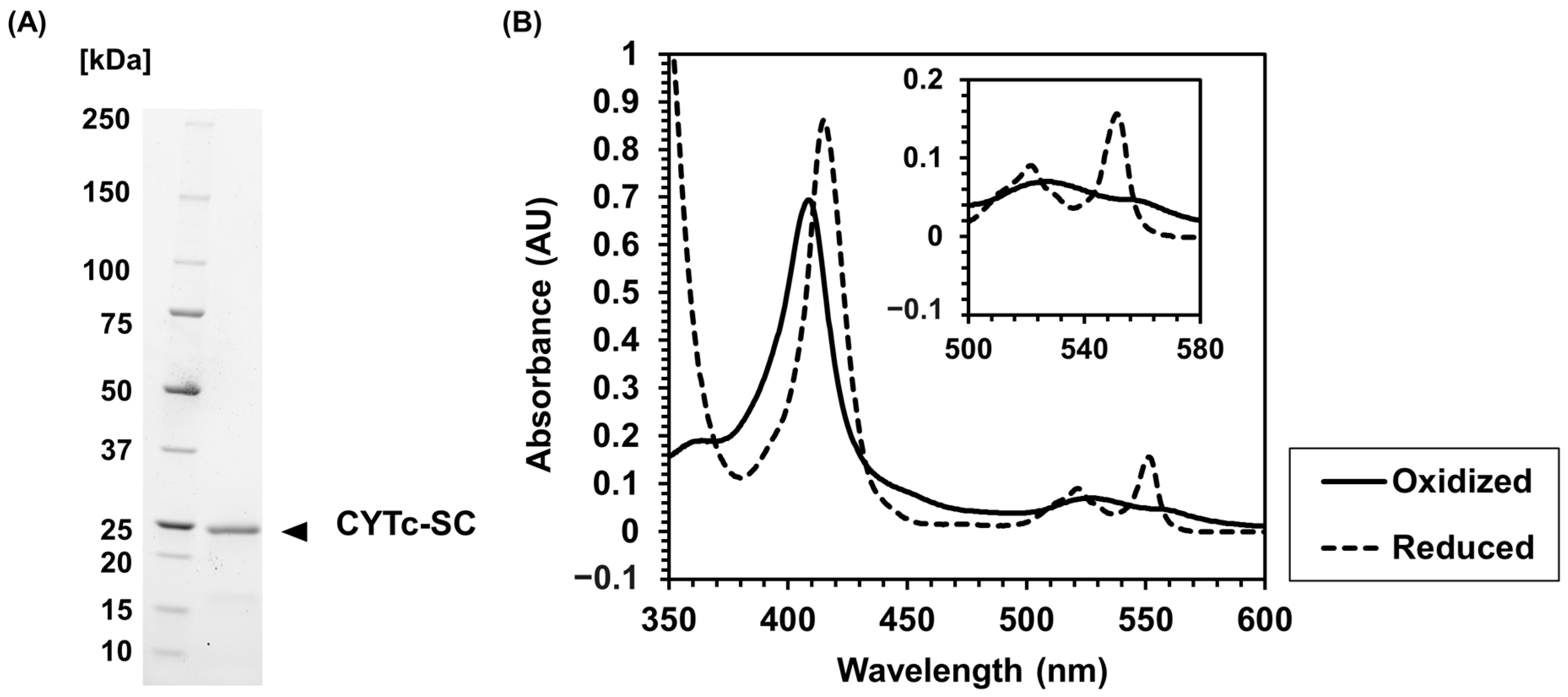 Ijms 24 01837 g001 Ijms 24 01837 g001