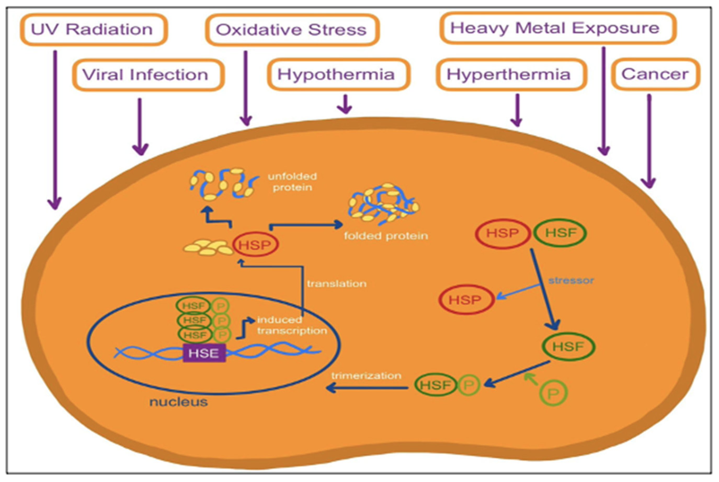 Ijms 24 01838 g002 Ijms 24 01838 g002