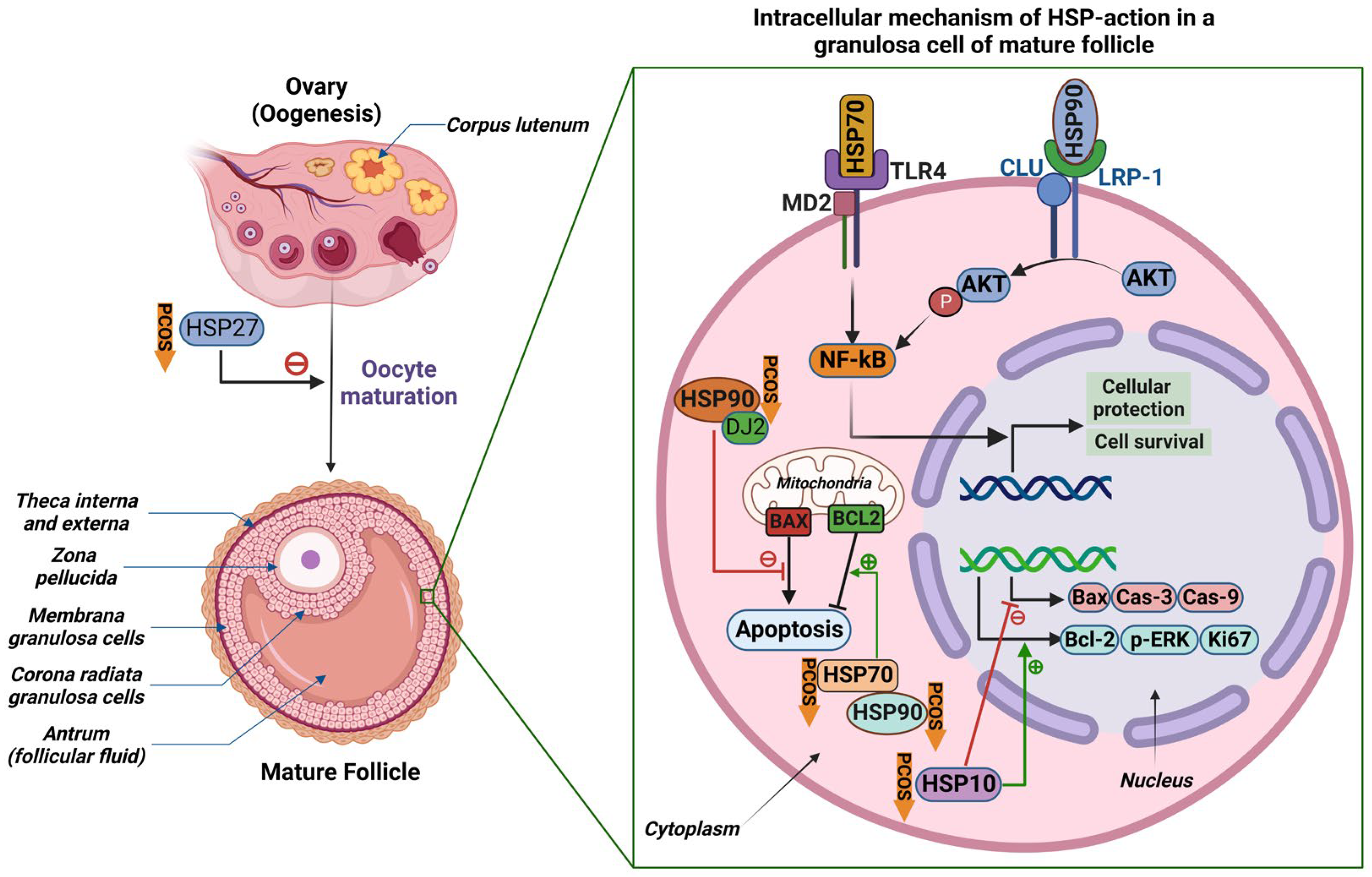 Ijms 24 01838 g003 Ijms 24 01838 g003