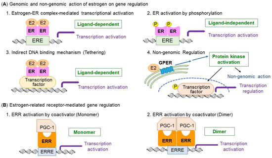 Roles of Estrogen, Estrogen Receptors, and Estrogen-Related Receptors ...