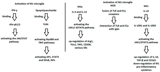 Role of Microglial Cells in the Pathophysiology of MS: Synergistic or ...