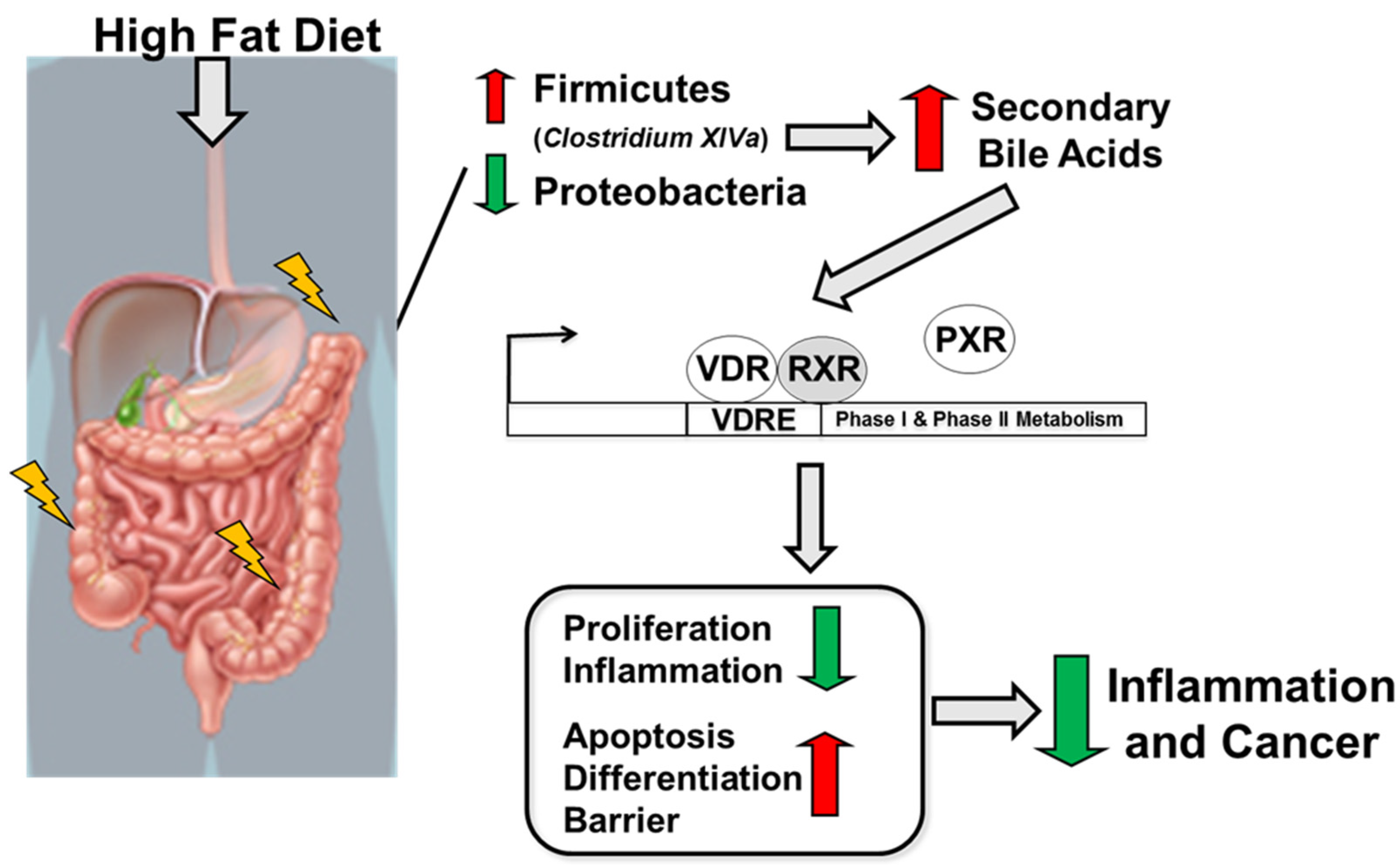 Ijms 24 01864 g007 Ijms 24 01864 g007