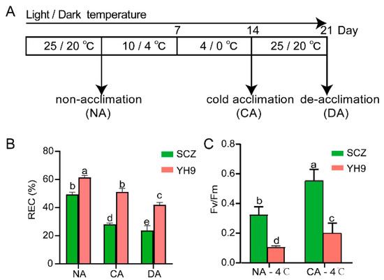 Integrated Metabolomic and Transcriptomic Analysis Reveals