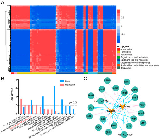 Integrated Metabolomic and Transcriptomic Analysis Reveals That