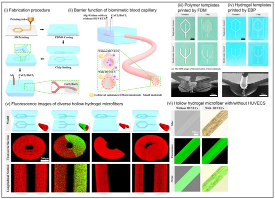 Fabrication and Characterization Techniques of In Vitro 3D Tissue Models