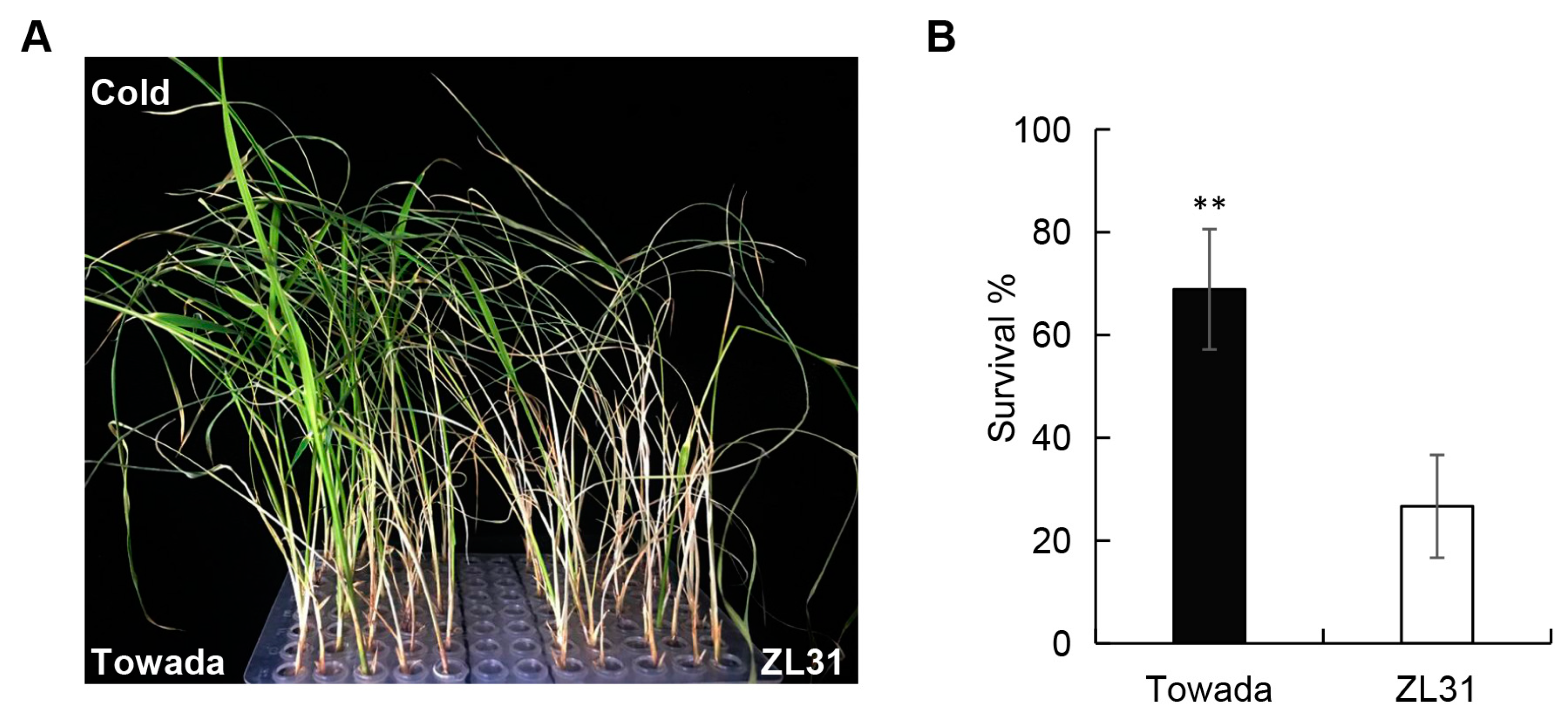 Ijms 24 01914 g001 Ijms 24 01914 g001