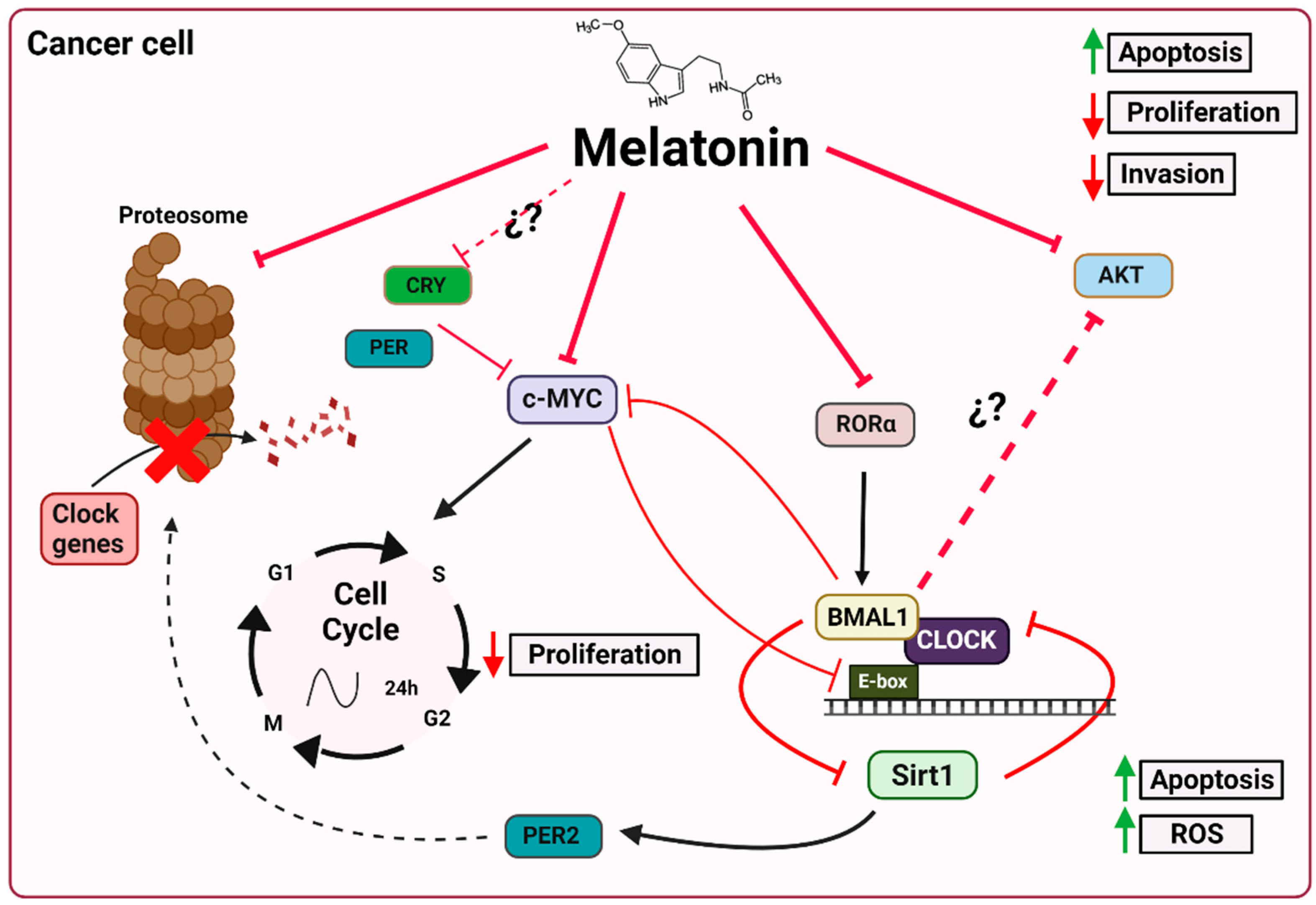 Can A Dog Overdose On Melatonin IJMS | Free Full-Text | Role of Melatonin in Cancer: Effect on Clock Genes