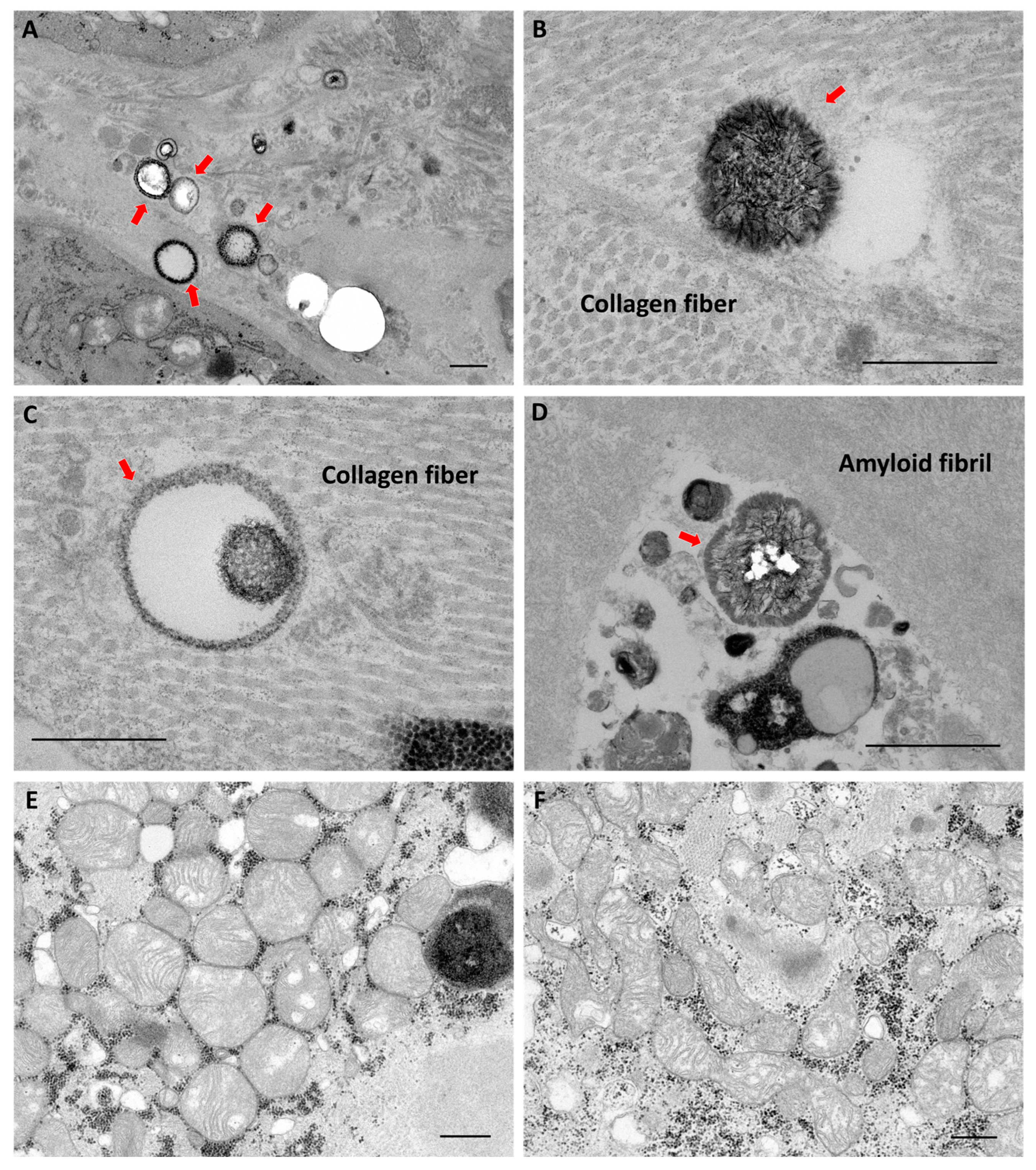 Ijms 24 01921 g003 Ijms 24 01921 g003