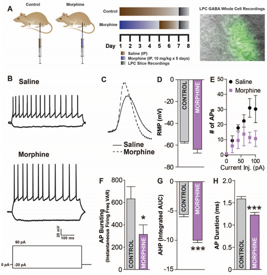 Opioid-Induced Reductions in Amygdala Lateral Paracapsular GABA