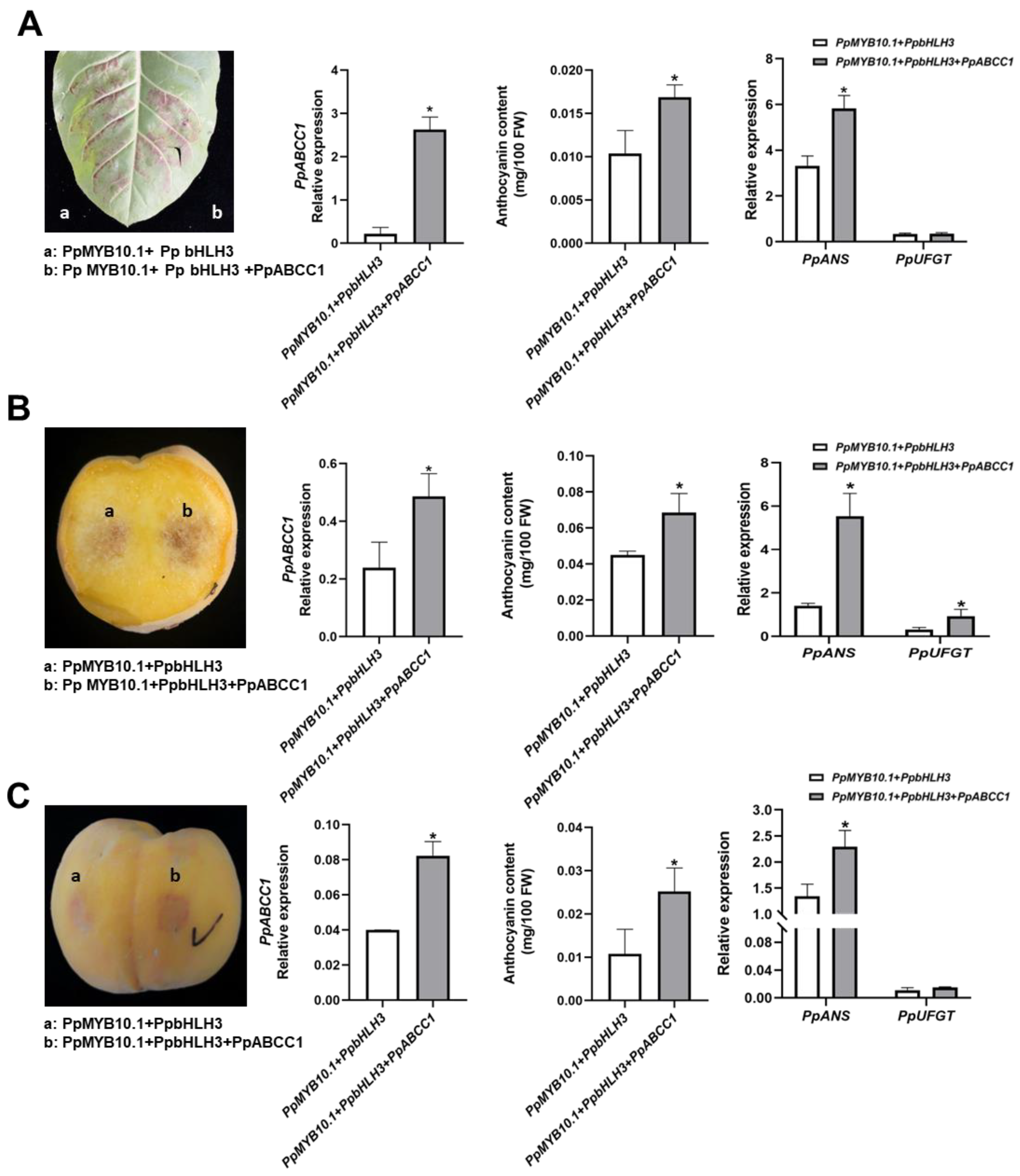 Ijms 24 01931 g007 Ijms 24 01931 g007