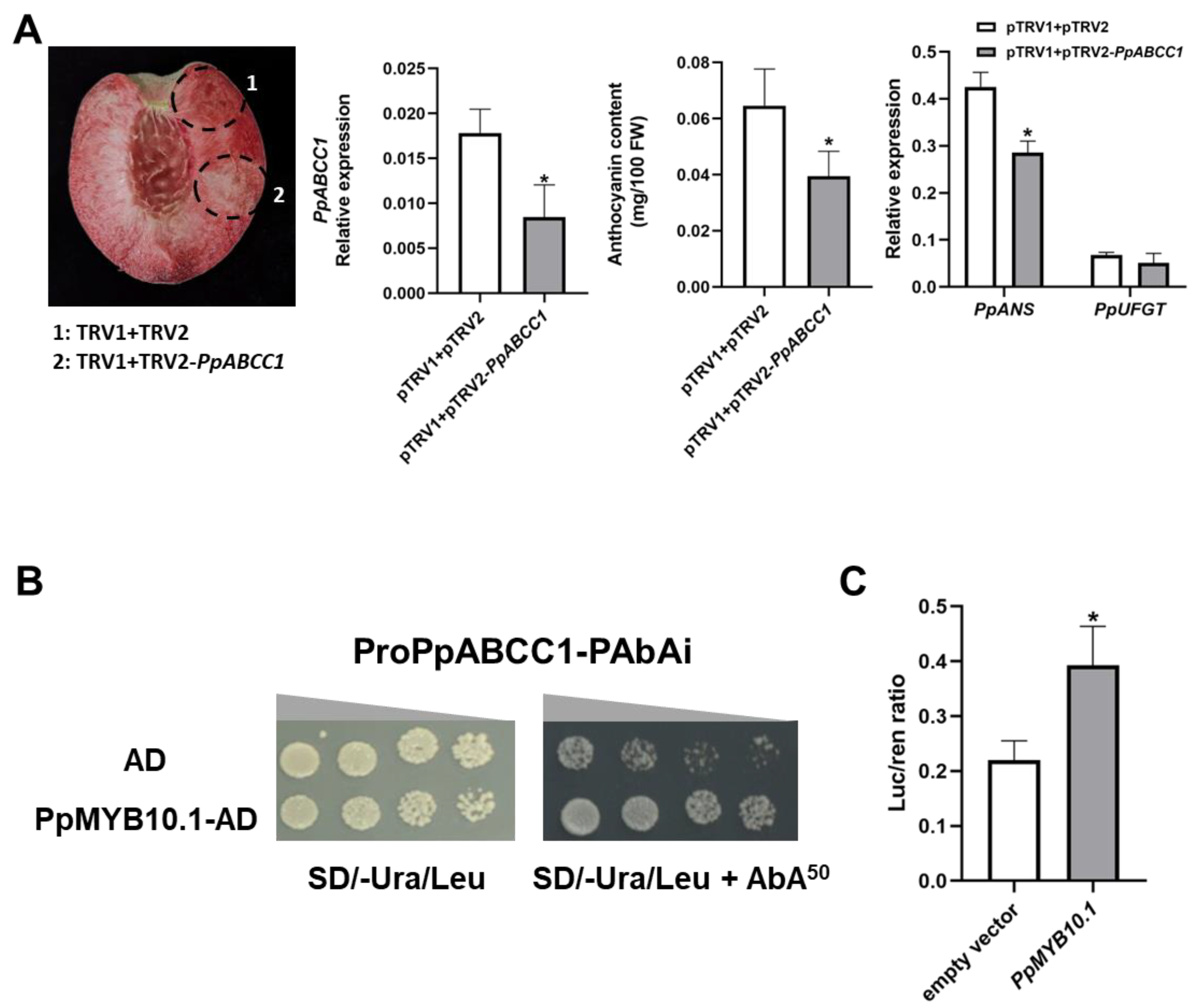 Ijms 24 01931 g008 Ijms 24 01931 g008