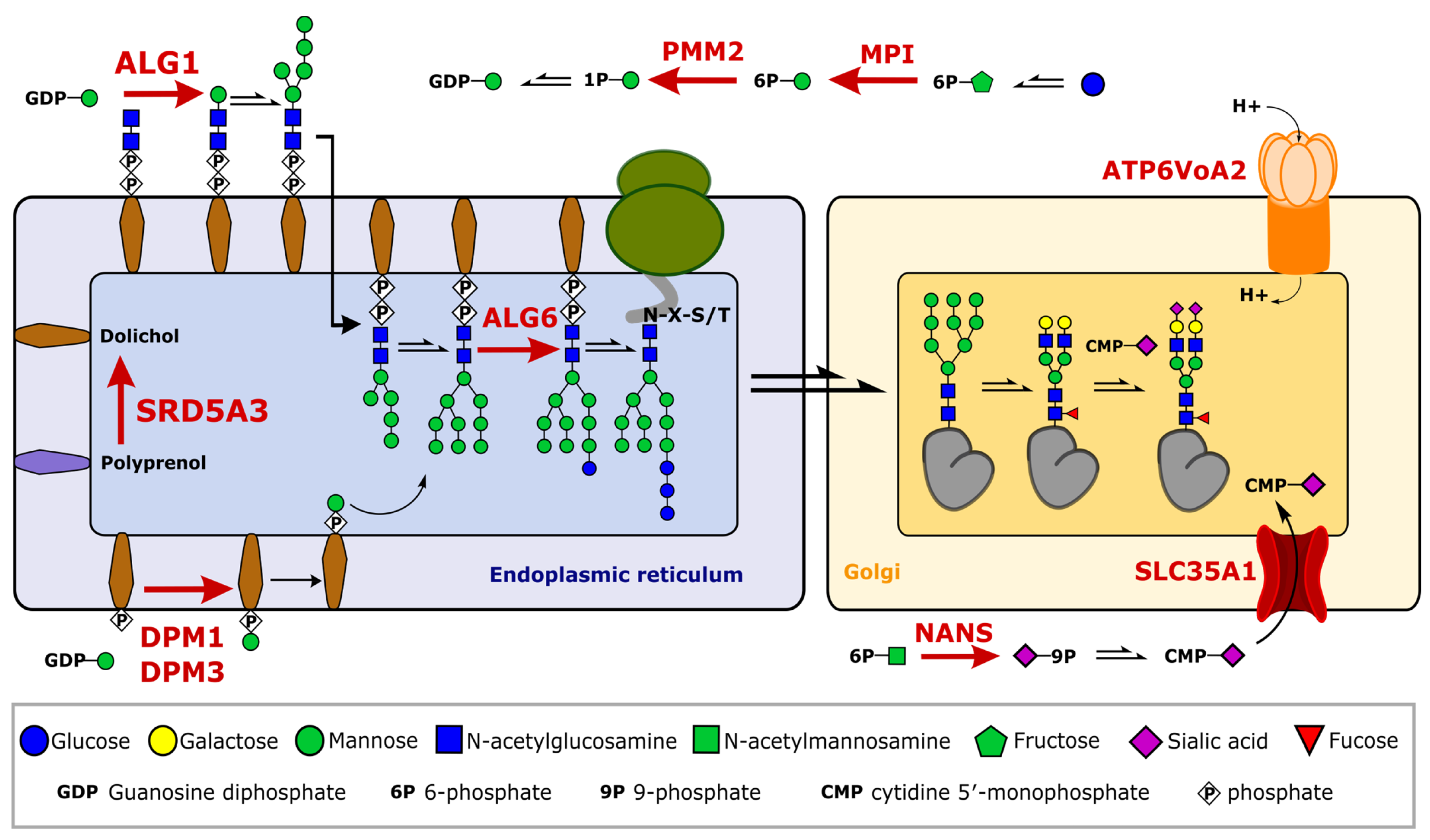 Ijms 24 01937 g004 Ijms 24 01937 g004