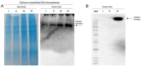 Specific Six-Transmembrane Epithelial Antigen of the