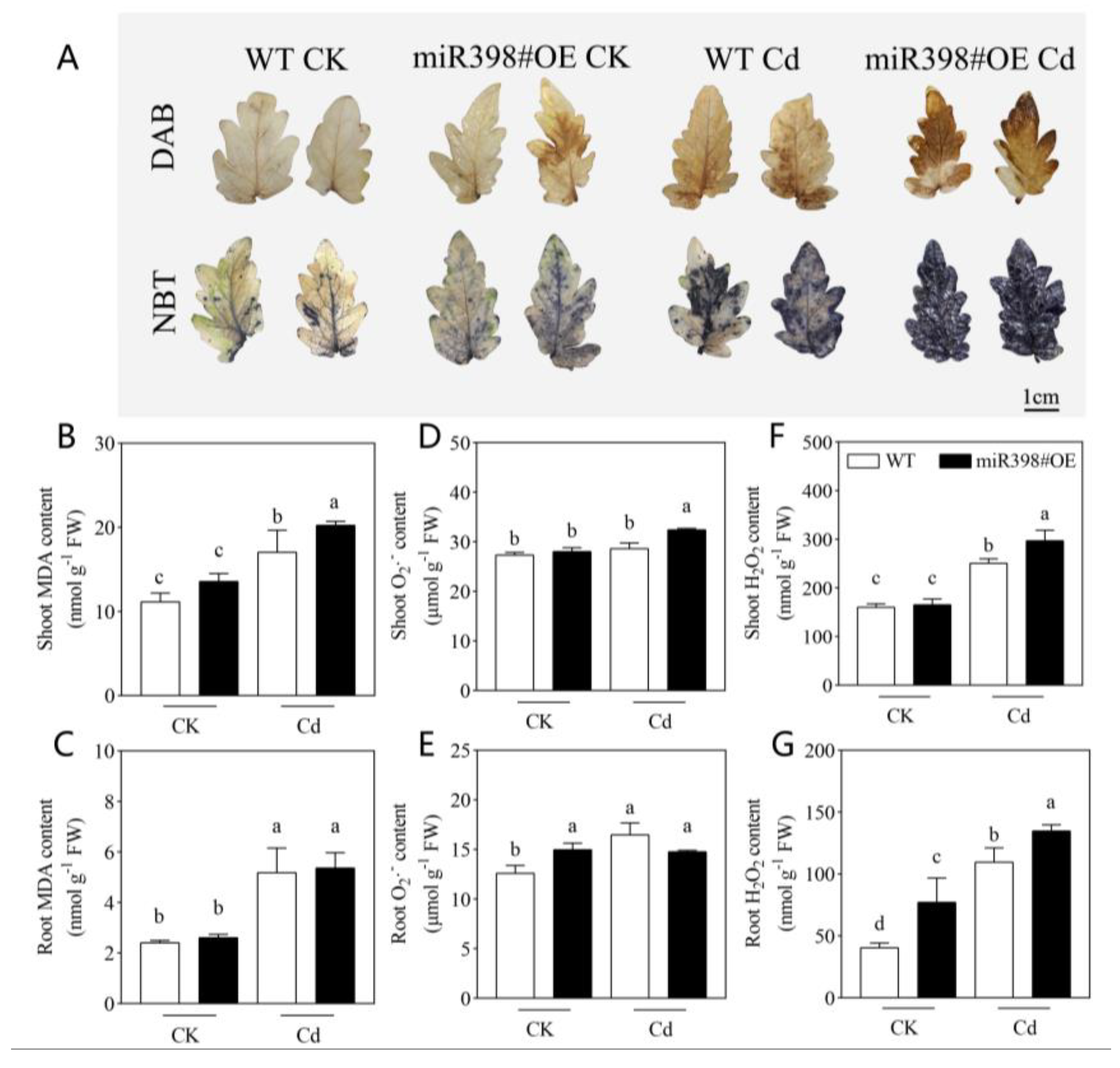 Ijms 24 01953 g003 Ijms 24 01953 g003