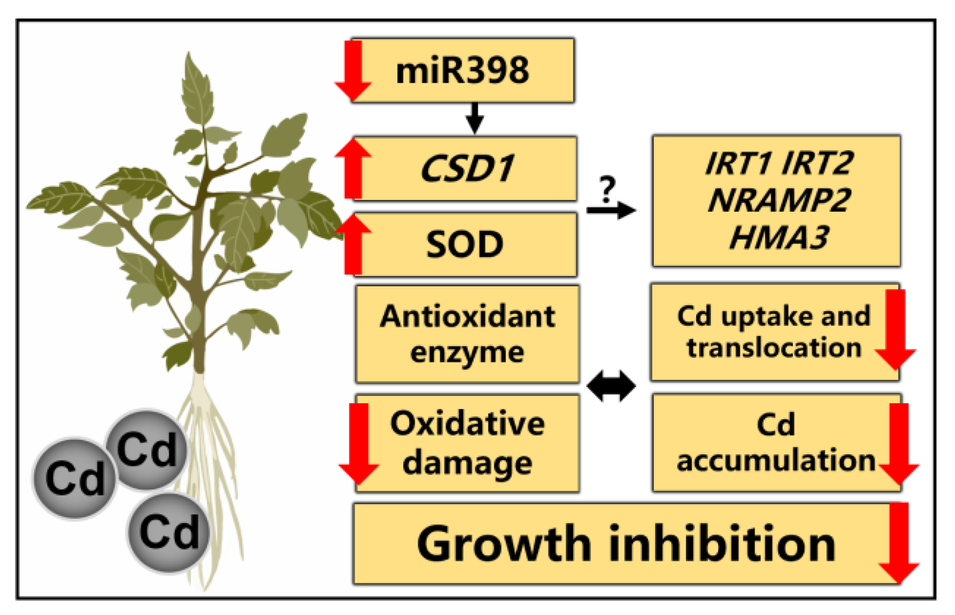 Ijms 24 01953 g007 Ijms 24 01953 g007